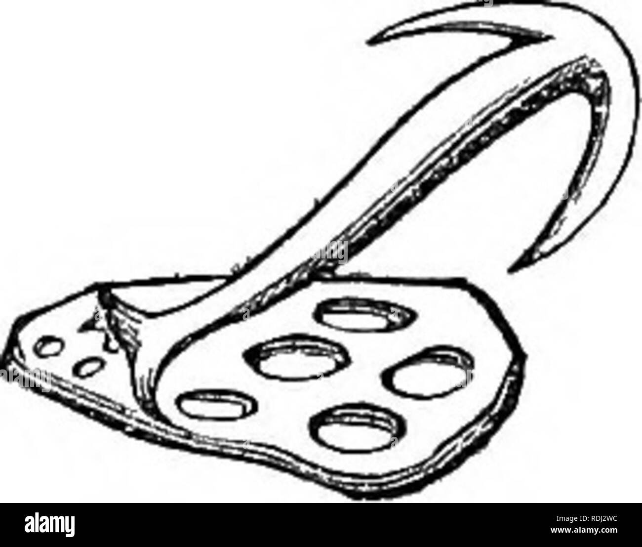 . Des soirées au microscope : ou, de recherches parmi les organes et minuter formes de vie animale. Microscopes microscopie microscopie médicale ; ;. ANCHOK-PLAQUE EN 344 SOIRÉES À L'SaCEOSCOPB. trouver, intégrés dans les papilles peu ou verrues, certains très curieux spicula ou calcaires formes. Chacun se compose d'une plaque rectangulaire, percée de grands trous d'une façon régulière, et d'avoir une projection sur sa surface près d'une extrémité, dans laquelle s'articule un deuxième morceau, avoir plus^ singulièrement vrai ressemblance à une une- chor. Les douves de ce projet d'ancrage. SYKAPTA irom la peau, l'sliank article Banque D'Images