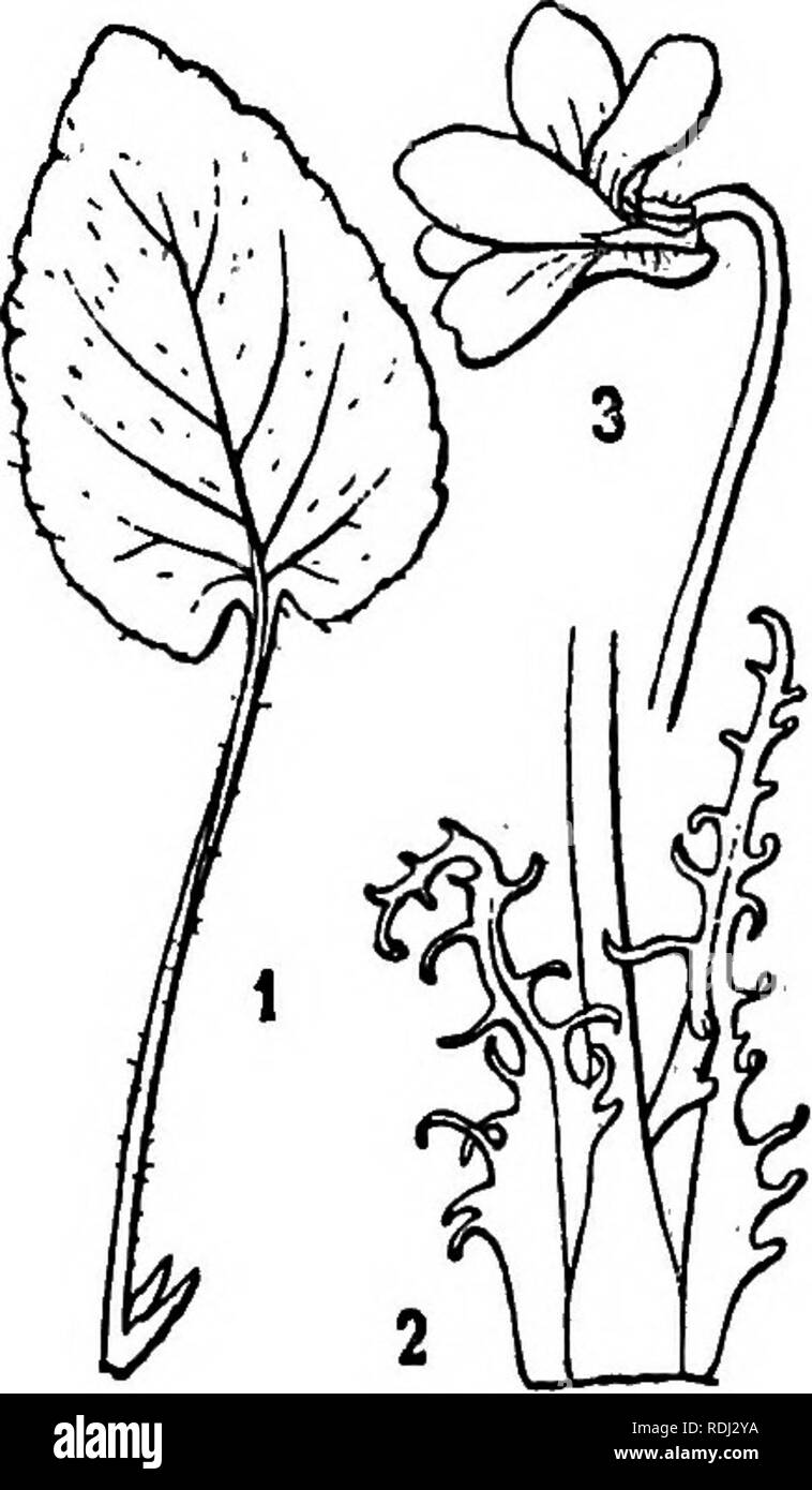 . Icones plantarum formosanarum non nec ad floram contributiones et formosanam ; ou, de l'Icones de Formosa, les plantes et les matériaux pour une flore de l'île, basé sur une étude de la collection de l'étude botanique du gouvernement de Formosa. La botanique. VIOLACEas ; 25. cuspidiformibus oTatis obliquis basi aquilonia mar- gine fimbriatisii 8 mm. longis 3 mm. lati&amp ;, stipuKs hirsutis extus' foliorum stolonis angustioribus dentato-ciliolatis margine. Scapi 5-7 cm. longi, sursum bracteis 2 instructi, bracteis linearibus 6 mm. longis | mm. latis margine ciliatis hirsutis glabris dorso, intus. Yves Banque D'Images