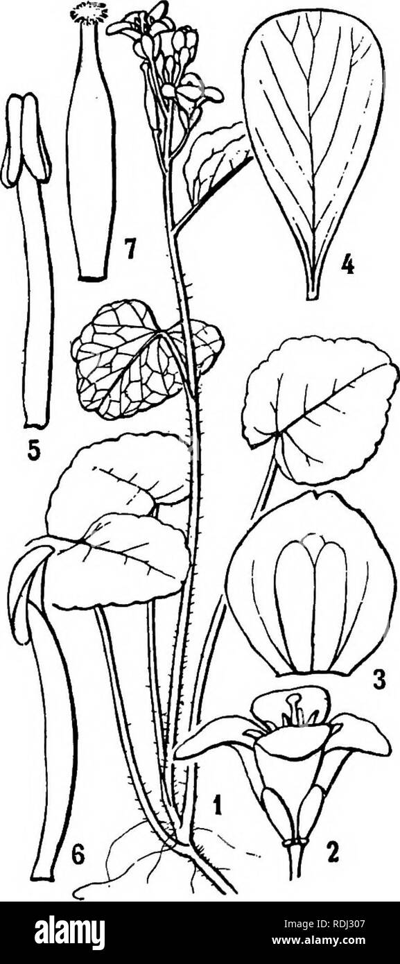 . Icones plantarum formosanarum non nec ad floram contributiones et formosanam ; ou, de l'Icones de Formosa, les plantes et les matériaux pour une flore de l'île, basé sur une étude de la collection de l'étude botanique du gouvernement de Formosa. La botanique. CEUCIFEEiE. 192-lobatum. Siliqua linearis erecta, recta, 5 cm. longa, 2 mm. lata, facie moi ternuiter- dium costata, nerveuse. Hab. Fukkikaku, jambe. S. Sasaki, Aprili. 1910. Pouvez/'damine Linn. Cardamine agyokumontana Hayata sp. nov. (Fig. 6). Herba tenuis- LMSI perennis, dans speciminibtis tuberiferum rhizoma erectum nostris 1 cm. longum radices f Banque D'Images