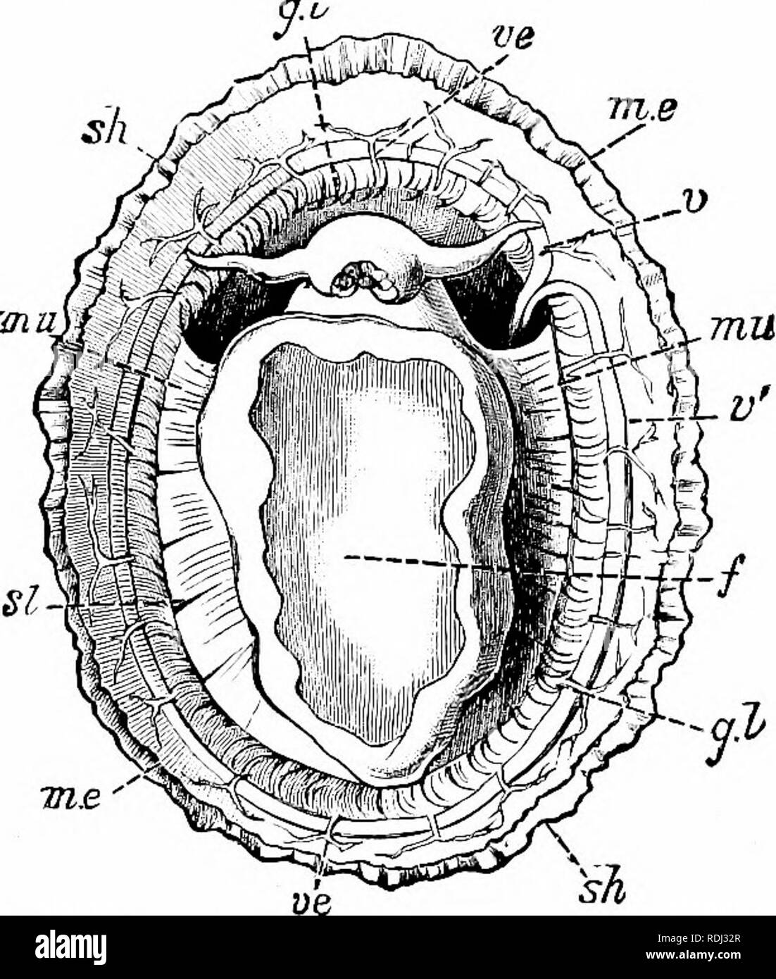 . Éléments de zoologie, d'accompagner l'étude de terrain et de laboratoire d'animaux. Zoologie. Fig. 208. - Crepidula, le bateau shell. Les deux tiers de la taille. nat. Photo, par O. H. C. P. Ils sont bilatéralement symétriques et sont couvert par une coquille conique qui est appliquée en étroite collaboration à l'rock tout autour de la base de manière à protéger les animaux à l'intérieur. Chez certaines espèces (genre Fissurella ^) il y a une ouverture à l'apex de la coquille par laquelle l'eau est expulsée qui est passé sur les branchies. Notre tour de l'Est commune Fio. 209. - Patella vulgata, vu depuis le limpet est pas perforé ; il ve Banque D'Images