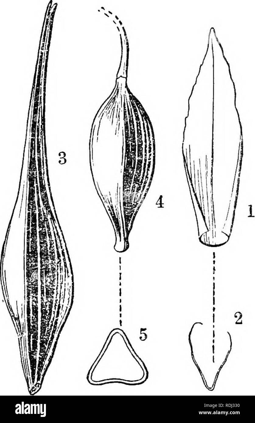 . Icones plantarum formosanarum non nec ad floram contributiones et formosanam ; ou, de l'Icones de Formosa, les plantes et les matériaux pour une flore de l'île, basé sur une étude de la collection de l'étude botanique du gouvernement de Formosa. La botanique. 68 CYPEKACE*. latse, bracteis linearibns 8 cm. longis 2-3 mm. latis acuminatis. Fl. J- dense, imbricati bracteis obovato-linearibus. longis 4 mm 1mm. latis apice acumi- natis crassiusculis, stamimbus antheris linearibns 3 erectis,^ 1 mm. longis. ^ mm apice truncatis. latis, filamentis glabi-clavatis brevibus est Aquilonia. Fl.  ?  ;- Bracteis ovato- Banque D'Images