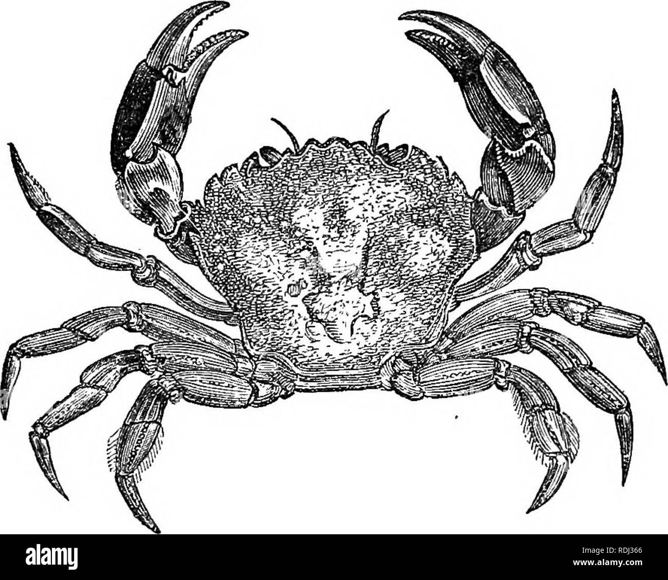 . Des soirées au microscope : ou, de recherches parmi les organes et minuter formes de vie animale. Microscopes microscopie microscopie médicale ; ;. CBABS ET SHEIMPS. 21Y détruit. "Nous avons deux ou trois espèces, l'un des -wliicli est orné "d'écarlate, et de peintures d'azur ; mais je ne peux pas dire à qui d'entre eux toute cette forme infantile appartient. Vous avez l'impression qu'il y a une ressemblance générale entre ces créatures peu transparente, et la Zoé décrit par M. Couch ; mais il y a de grandes différences dans le détail. Le bouclier miroitant ou carapace tire en avant dans un raide, inflexib Banque D'Images