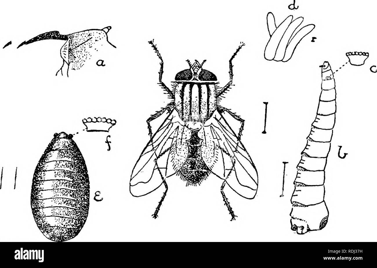 . Un manuel de zoologie élémentaire . Zoologie. Les insectes 491 mais est beaucoup moins contrairement à la mouche tsé-tsé. Il pond ses oeufs dans la matière en décomposition, de préférence dans du fumier, raison pour laquelle un tas de ces substances ne devraient jamais être autorisés à s'accumuler près des maisons. Les larves éclosent en une journée, se nourrissent de leur environnement et se nymphosent dans une semaine. Ils sont doux, blanc et apodes, avec douze segments, effilé vers l'avant, et une tête qui peut être retirée. S.cS.ew. Fig. 198.-L'histoire de vie de la Mouche domestique (Musca domestica).- de Theobald. une larve de la mandibule, avec les structures adjacentes ; b, larve ; c, ante Banque D'Images