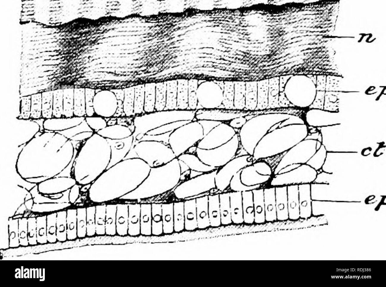 . Éléments de zoologie, d'accompagner l'étude de terrain et de laboratoire d'animaux. Zoologie. Anatomie Physiologie de l'AXD l'MOLLVSOA J9 durcit au contact de l'air ou l'eau. Augmentation de chieflj^ a lieu shell' à la marge. Ici les trois couches dont la coquille est comjiosed ar(> ; sécrétée - la couche prismatique (Fig. 192, prs) composé de prismes dont les axes sont par- pendicular à la sur- face, le mince vernis extérieur qui sert à pr<jtect le shell de l'action chimique et l'ours la plupart des char- acteristic {shell coloration du pré), et, dans le côté- laj prismatique"^er, fin s Banque D'Images