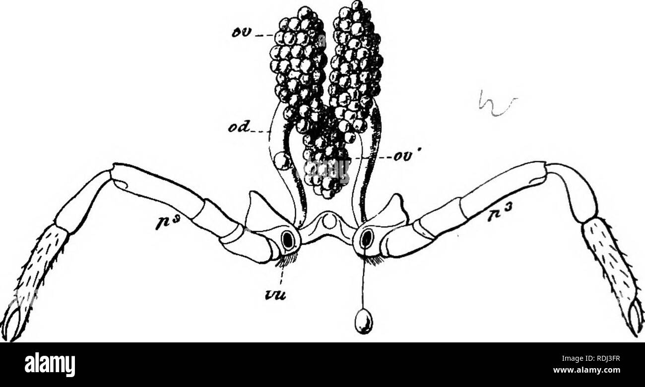 . Un manuel de zoologie élémentaire . Zoologie. 264 Manuel de zoologie élémentaire que les antennules portent sur leurs flagelles extérieur subserve soies qui le sens de l'odorat. Les soies de divers, en particulier ceux des antennes, sont des organes du toucher. Les sexes de l'écrevisse sont séparés. Les organes génératifs se trouvent dans le thorax, au-dessus de l'intestin et la reproduction du péricarde, la cr. Ils ont la même forme générale dans les deux sexes, constitué de trois lobes, deux parties antérieure et une partie postérieure, avec une paire de conduits, qui commencent à partir de la jonction des lobes antérieur et postérieur et exécutée pour les membres Banque D'Images