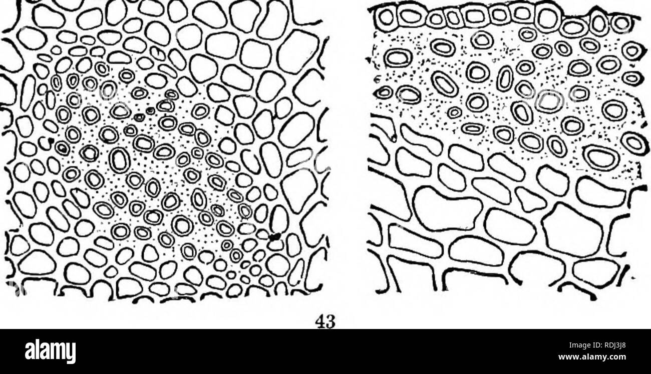 . Botanique physiologique ; I. Lignes de l'histologie d'phaenogamous les plantes. II. Physiologie végétale. Physiologie végétale ; anatomie végétale. 64 MOEPHOLOGY sentecl. DE LA CELLULE par les cellules de parenchyme juste sous l'épiderme, ou des couches externes des cellules, dans de nombreuses usines. Le cell-wall est épaissie a b. très bien dans les angles, et sur l'application des acides dilués gonfle greatlj-, mais sans devenir muci- laginous clairement. Lorsqu'ils sont humides, ces cellules ont une teinte bleutée- 0^^ ?. Veuillez noter que ces images sont extraites de la page numérisée des images qui peuvent avoir été retouchées numériquement pour plus de lisibilité - co Banque D'Images