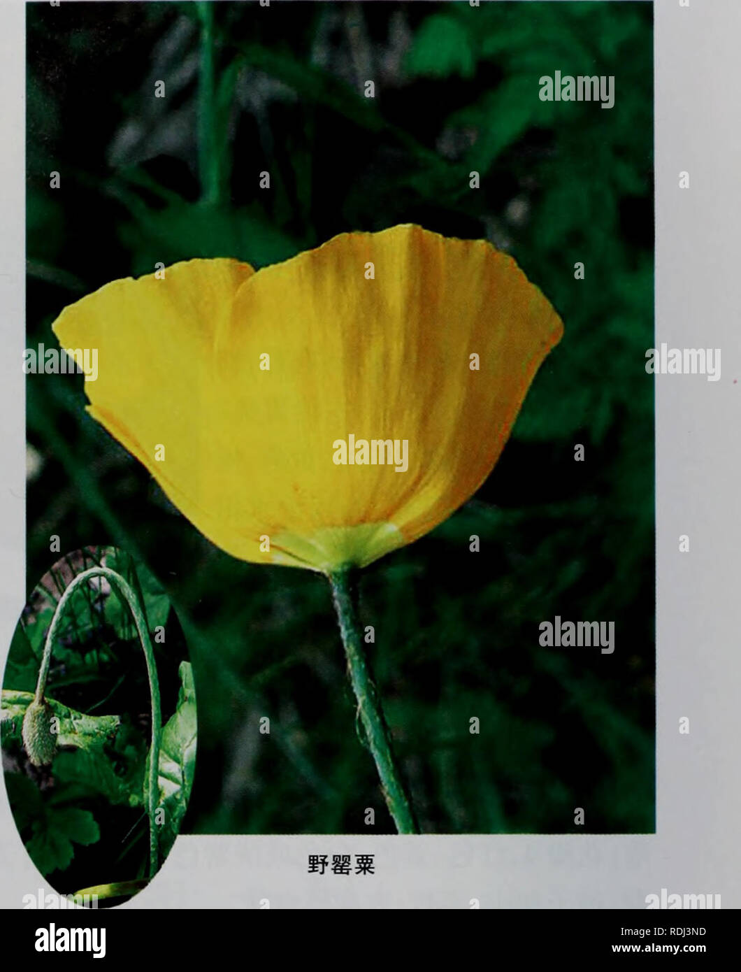 . E er duo si zhi Wu Zhi. botanique. EERDUOSIZHIWUZHI¿ï¼é å½¢1.5-3cm ·ï¼è¾¹ç¼å åé½ Ï¼è¿ç"±ä'ç"¶ï¼ae ä'ç·¡è²ï¼è"é±è¯åå½©ç¢ãè'aeç aeååµç¶åå½©¢¢çå½ Ï¼é¿cmï¼å¾ cmï¼-1.5l5-10è¢¯åae¨ï¼ç"æ æ¯ï¼å¿å çç®-¶æ±å å"¤ è¾'6å°ç¶§çãç è£å å¤ï¼è È¾å½¢æ°2004-2005 aeï¼aeae È²ãè±æ 6-77-8aeã çå¢åå'æ±ä'-¤ãçäºå çae©ç±±å° aeç¼ãèç ae²å ãèåãåºå'®°ãè§äºae¯ä¹ ae²å ï¼éaeå ç'°Å°å¿aeé·'æ¯å±±åºã äºå¤èå åå'å¼ä¼¦è'å°å'ãå¤çãèµ® 'å å'ãé å³°¡åçãä¹å-aeé °å å å'¯å¼åaeµ Ç¹å'Ã©'ãå¤ å'å'ï¼aeå½ä ååae²³ åãå'±±¥¿ï¼èå¤⇨¿ç½ae¯ï¼è ãä¿severnãƒ ä¼¯äºãè¿©å ä'ï¼ä¹aeã aeµç éaeå¨ç"®å¯ï¼è¯￥ ⇨ aeåï¼å±±±³ ç å£³Ï¼Ï¼È½Aeae Å³ãae-¢·"è- ãae Ï¼ä^^ã¢'"ä¹ å³ã ä¹ ae²"æ±ãè±èãèçãç¥ç"æ'çï¼è§å¤¯ï¼è½ae äººè±è-¢çã 2.èç¾äºº Papaver rh Banque D'Images