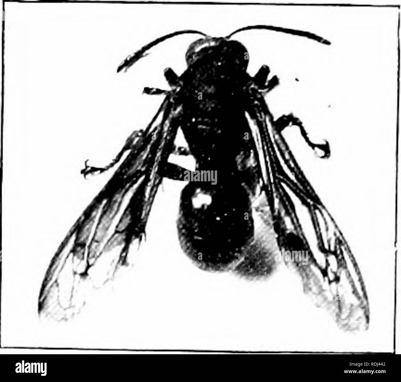. Éléments de zoologie, d'accompagner l'étude de terrain et de laboratoire d'animaux. Zoologie. Fig. 55.- Polistes. ^itly Sli réduit. Photo. Ijy W. H. C. P. enveloppe de papier gris presque sphérique (Fig. 56). Ce sont attachés à l'arbre.s ou parties d'immeubles. Le papier est fait de fibre de bois finement masticated cimenté l.)y une sécrétion. Certaines vestes jaune forme des nids dans le sol. Les Hornets sont bien connus comme étant parmi les plus vindicatifs de nos insectes du nord, et leur morsure est capable de produire des douleurs considérables. Dans tous les Hymenop- tera la douleur de la piqûre est due à l'introduction d'une op Banque D'Images