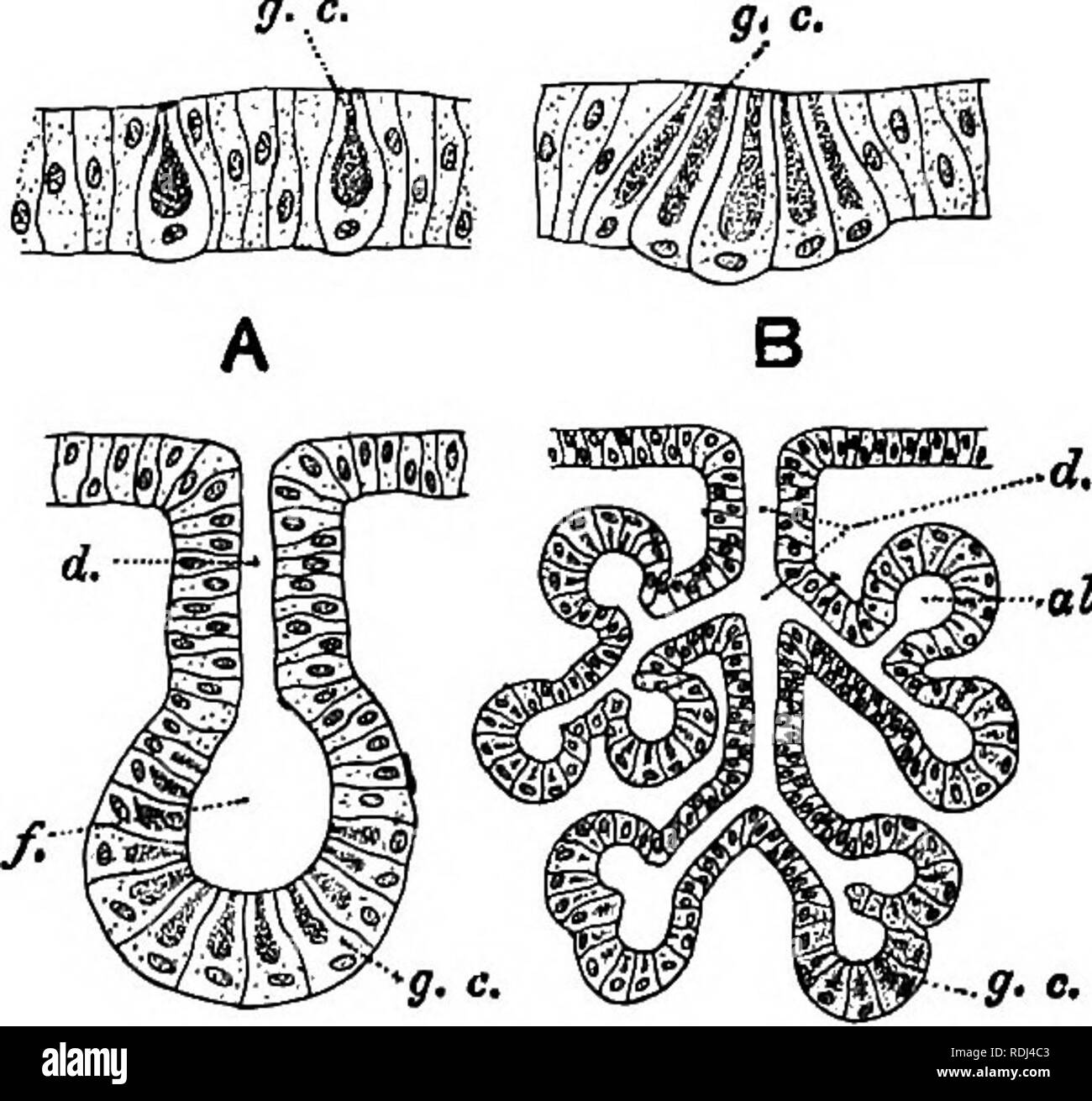 . Un manuel de zoologie élémentaire . Zoologie. La grenouille : histologie, les cellules germinales, 91 décès dans la cellule quand ils sont déchargés. Cette glande est connue comme une glande tubulaire. Le pancréas est un exemple de la classe plus complexe connu sous le nom de glandes racémeuses, dans laquelle les tubes sont ramifiées et bordés d'un épithélium cubique, faible jusqu'à leurs extrémités, qui sont dilatés et bordée de l'épithélium glandulaire. Les homothéties sont connus comme les tubes et les acini menant à eux comme conduits. Le foie est plus complexe encore, les tubes non seulement branchingbut- rejoindre pour former une maille- travail, dont les murs sont constitués de ce presse-étoupe Banque D'Images