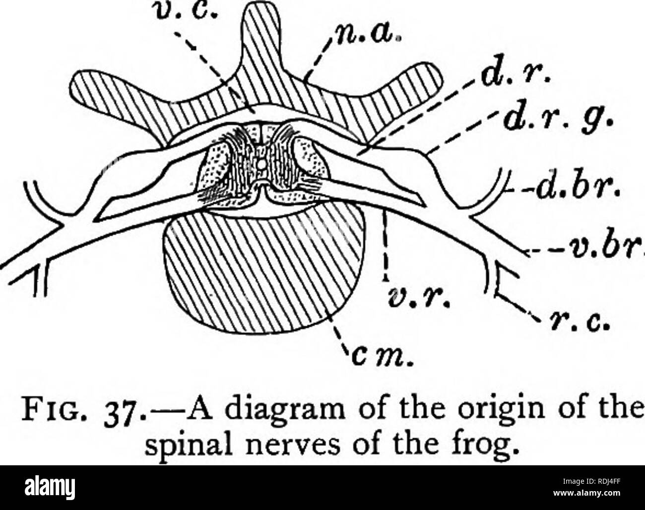 . Un manuel de zoologie élémentaire . Zoologie. 70 Manuel de ZOOLOGIE ÉLÉMENTAIRE Les dix paires de nerfs spinaux passent entre les vertèbres à être réparties sur le corps. Nerfs spinaux. " , , , .. " 1/.. Chaque nerf est entouré comme il émet par une douce, concrétion calcaire blanc. Chaque nerf surgit par deux racines, une dorsale et une ventrale et la racine porte une petite enflure, le ganglion de la racine dorsale. Juste à l'extérieur de l'arrière de l'Os- les deux racines inscrivez-vous, et le culot ainsi formé se produit à la fois de diviser, donnant lieu à (a) une courte branche dorsale pour les muscles et la peau du dos, (b) une longue Banque D'Images