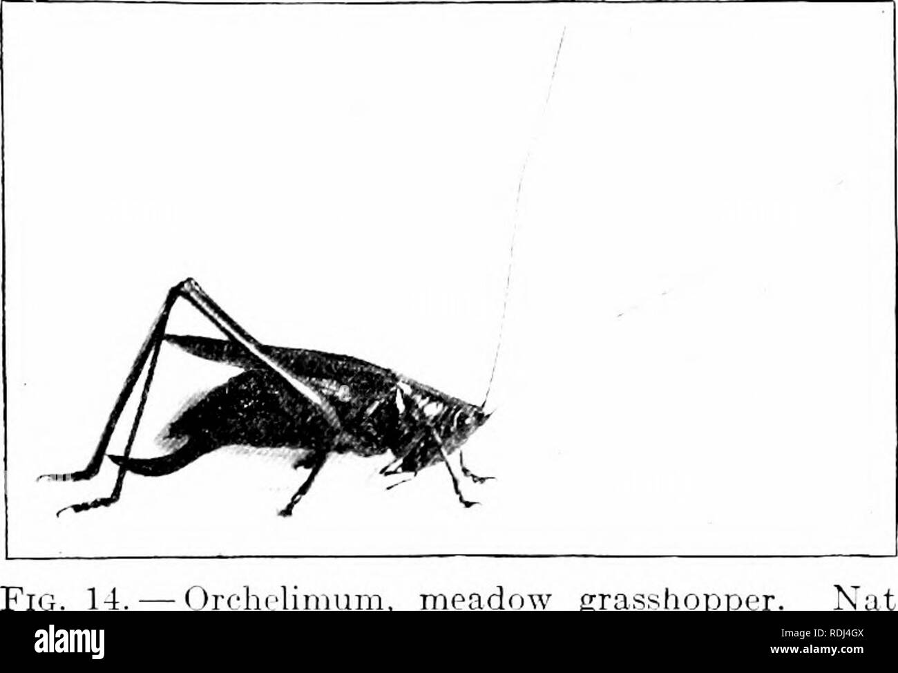 . Éléments de zoologie, d'accompagner l'étude de terrain et de laboratoire d'animaux. Zoologie. &Gt;0 Zoologie trouvés dans les prés et les marais (PCIM ;. 14). Les Katydids ont leur wh(jle 2005 trunlv les ailes et le feuillage vert lilce qu'ils habitent. Lorsque le grand, ailes supérieures sont frottées à l'ensemble, l'}" vi- brate cause l'ami familier note. D'autres membres de ce groupe sont l'Herbe Cricket hopi-)ers (Fig. 15) et sans ailes f o r m s (J f a 14. - Rjrc-hf'linium, meadow grasshopper. Nat. Brown La couleur et la taille. Photo, jeter W. H. C. P. profil voûté, qui vivent dans des caves, sous les pierres, et l'écorce des arbres, et le C Banque D'Images