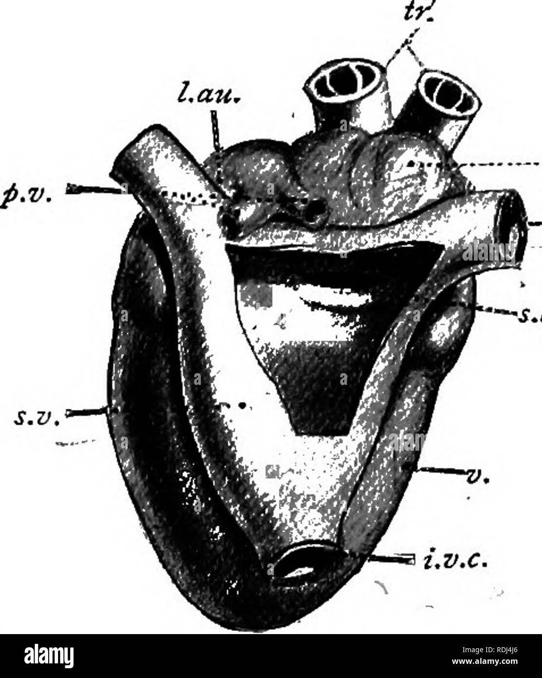 . Un manuel de zoologie élémentaire . Zoologie. La grenouille : VISCÈRES ET SYSTÈME VASCULAIRE 53 le ventricule, dans lequel chacun s'ouvre. Sur la surface dorsale du cœur, s'ouvrant dans l'oreillette droite, se trouve la paroi plus mince encore, triangulaire sinus veineux. Les ouvertures entre les deux chambres sont gardées par certaines soupapes ou des plis de la membrane du cœur. Deux lèvres de l'ouverture entre le sinus et l'oreillette droite sont le sinu-auriculaires ; ces vannes permettent au sang de circuler dans l'oreillette, mais au cours d'empêcher son reflux. Le bord du septum auriculaire est une fente et projets dans la surface vent Banque D'Images