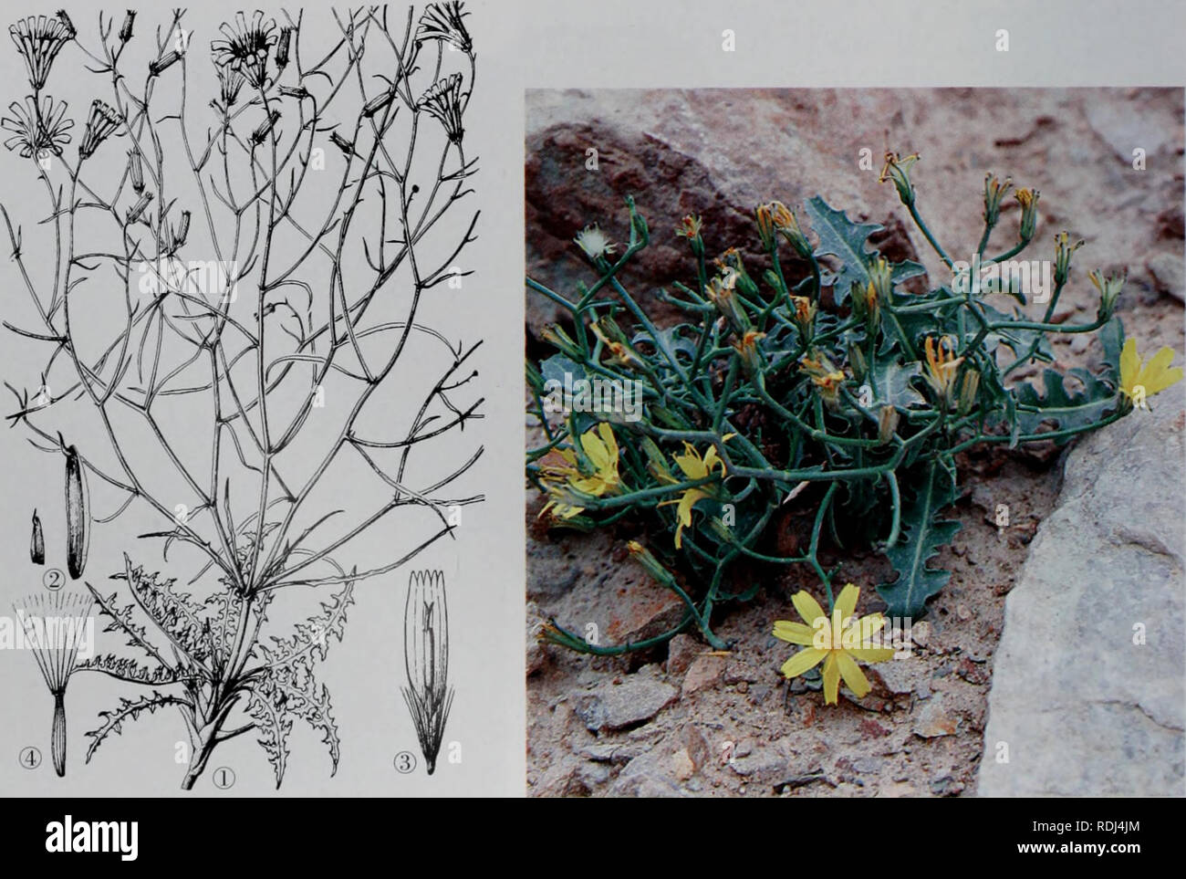 . E er duo si zhi Wu Zhi. botanique. Éå°å¯¤¤æ æ ç©å¿ 2.ç"èé é¹è Youngia lenuicaulis« (Babe, et Stebb.) Czerep. zerep. Å½¢aeç¹å¾å¤çèae¬ï¼é å¹'"5 . kmãae ¹ç²å)10-4(£®'èä¼ Ï¼ae¨è é¿¨ï¼aeè¤è²ï¼ae»¬¨¹è é è¢"è¦¤å æ°¤è²ae¯⇨¶aeãèå¤Å°æ ç'ï¼ç ï¼ae Ï¼è¾ç««¯ï¼ç åºé æ±¨å¼ºçåaeï¼äºåç¶ï¼å¼å ãåºçå¶¤±å æ°ï¼é¿ lOcmï¼å 3-ï¼ç¾½ç 0.5-3cm 37®¶ï¼è ¨è£å£çç-æ¡ï¼å å½¢ç"¯æ'aeéå ï¼å å° ç¼aeå ¨°·1-2Å°è£çï¼ä¤' é¢ æ æ¯ï¼å Aeï¼aeåºae ·é¿¤§ï¼ä©å'é å¨¶åä'¨¶å ä'åºçå¶ç'ä¼¼ï¼ä¨å'é¶aeaeçä»¶¨-é å ä'åè£ï¼ç- æ¡¡aeae å½¢ç ä'¶¨ç¼ï¼ae ï¼å å½¢'aeï¼aeä¨¶å¾å é å° ãå¤¶ç'è±åºå · 10-12Å°è±ï¼å¤èaeé¨å°æ¡¶¯åaeèä¼åé" ç æ¥ç¶ï¼ae¤çº¢ç"ï¼ae èåae«¿ï¼é±å½¢7-9N° dossier ï¼å Rmnï¼ae®½2.5-3"èçae¯ï¼é¡¶æ ç"¯¡å ç é'¶¿. èé¢è é¡¶ Banque D'Images
