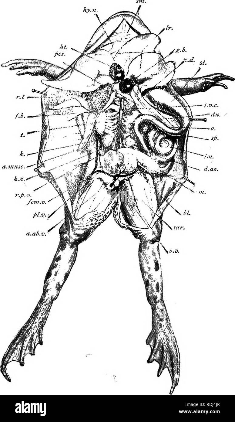 Un Manuel De Zoologie Elementaire Zoologie Fig 25 Un Homme Grenouille Dissequee A Partir De La Face Ventrale A Ab C Veine Abdominale Anterieure Coupe Court Ligatured Et Repousse A Musc Bord Coupe