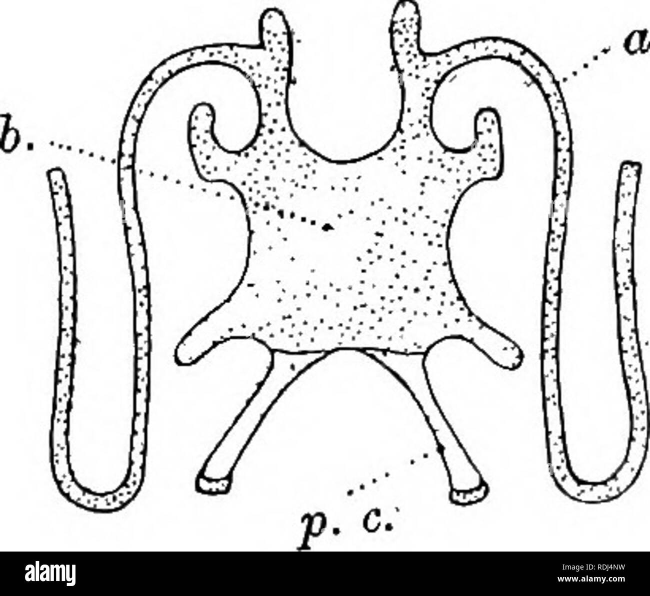 . Un manuel de zoologie élémentaire . Zoologie. 36 Manuel de zoologie élémentaire la ceinture d'épaule ou des nageoires pectorales arch est une structure plate du cartilage et l'os intégré dans le corps-paroi de la partie antérieure du tronc, qu'il entoure presque. Il se compose de deux moitiés semblables, une de chaque côté du corps, united ci-dessous, mais distinct, au-dessus, où ils sont liés par des muscles de la colonne vertébrale. Chaque semestre est composé d'une partie ou de l'omoplate scapulaire et une plus faible partie coracoïde. La partie supérieure est une vaste plaque plate située à l'arrière appelée la supra- omoplate. Une grande partie de ce consis Banque D'Images