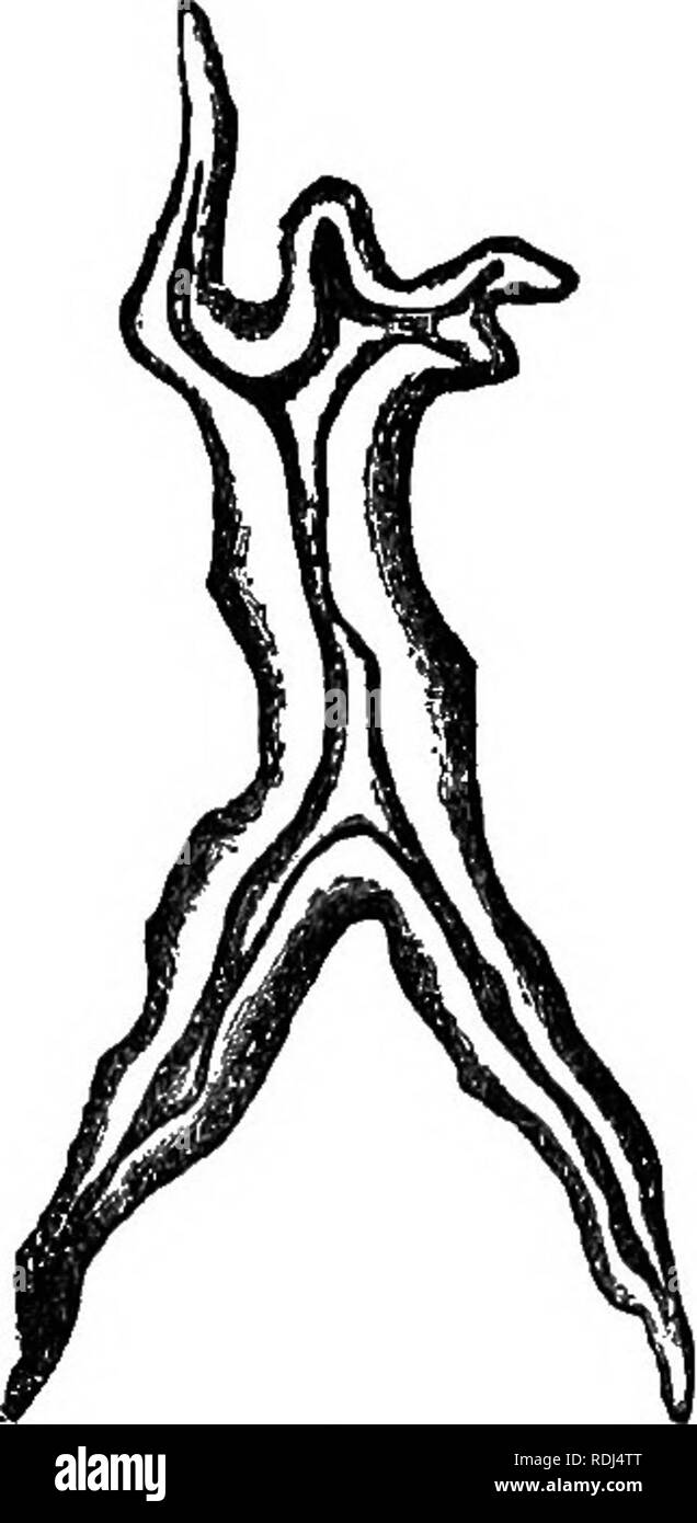 . Botanique élémentaire : théoriques et pratiques. Un texte-livre conçu principalement pour les élèves de cours de sciences liées à la science et l'art département de la commission de conseil sur l'éducation . La botanique. Fig. 24.-cellules tétraédriques ; spore d'une fougère dans diverses positions. couches correspondent avec l'autre, les canaux sont progressivement formés menant vers le centre de la cavité cellulaire. Ces cellules, lorsqu'il est vu sous un microscope, transmettre la lumière différemment à travers leurs canaux des pores et à travers les murs épais et, par conséquent, ils présentent une ou de notation. Veuillez noter que ces images sont extra Banque D'Images
