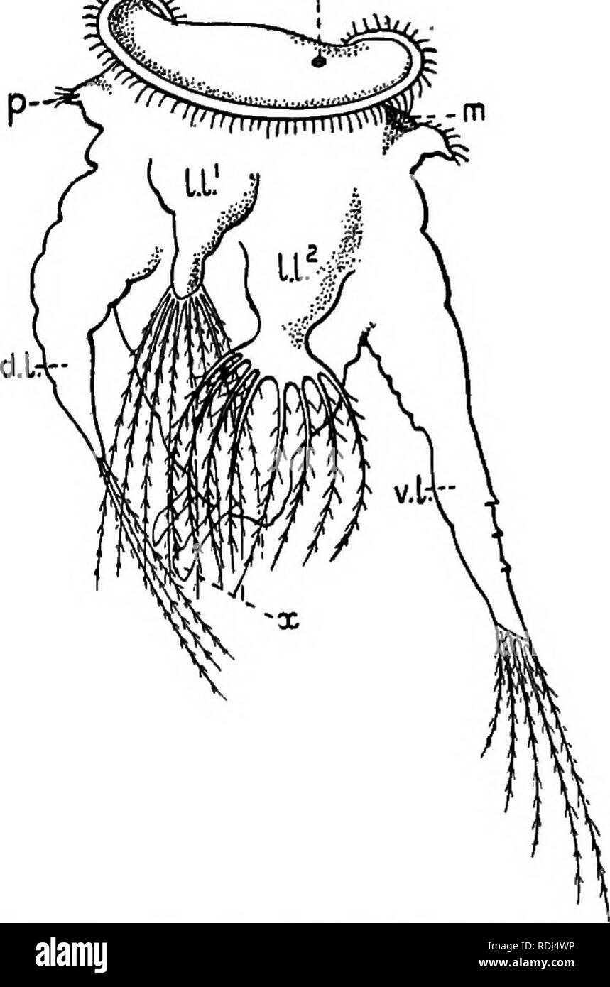 . Secrets de la terre et de la mer. La science ; l'histoire naturelle ; archéologie ; Art, primitive. ANIMALCULES ROUE i6i dans certains animalcules de roue il y a une paire de ces épis, et la roue très remarquable .â ¢^d&Lt ;^- ''â .^â animalcule tirées en Figs. 35 et 36 a six grands processus qui, bien que beaucoup plus grand, semblent être de même nature. De ces quatre sont vus dans Fig. 35, à savoir, dJ., les ganglions de la branche, c./., la grande branche ventrale, et I./} et U ?, les deux branches latérales du côté droit, tous d'entre eux transportant des groupes de fan- comme frangé de poils. Ils sont transportés par des muscles très puissants, et frapper la wa Banque D'Images