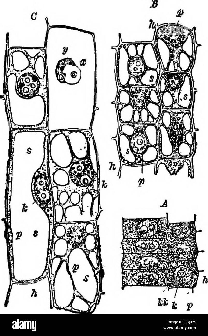 . Botanique élémentaire : théoriques et pratiques. Un texte-livre conçu principalement pour les élèves de cours de sciences liées à la science et l'art département de la commission de conseil sur l'éducation . La botanique. 12 Botanique élémentaire Cell Sap.-Dans la cellule jeunes l'ensemble du mur, avec le protoplasme et d'autres matières, est saturé d'un liquide aqueux contenant divers minéraux et d'autres substances en solution. Cela constitue la cellule sap. Comme le recul de l'âge cellulaire cette sève dans {vacuoli recueille des gouttes), qui peu à peu faire route ensemble. Le FLC. II.-cellules à partir de la racine de Fritillaria hnfierialis. Banque D'Images