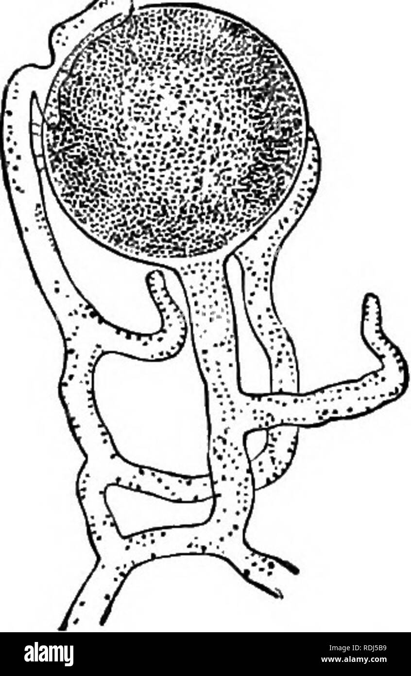 . Les microbes, fermente et moules . Les bactéries ; Champignons ; la fermentation. 48 microbes, FERMENTE, et moisissures. wasp, parce qu'il est attaqué au cours de sa vie par un champignon qu'il porte au sujet d'un certain temps, et qui finalement provoque sa mort : il s'agit d'Torrubia (spherocephala Tulasne). Sphingum Isaria, un autre m fig. 21.-deux filaments de Sapro- legnia contenant des spores (grejitly agrandie.). Fig. 22.-de l'oogone Saprolegnia entouré d'anthéridies (beaucoup agrandie.) espèces du même genre, a été observée sur le dos d'un papillon, qui était sur le point sur une feuille comme si en vie, et qui a probablement été k Banque D'Images