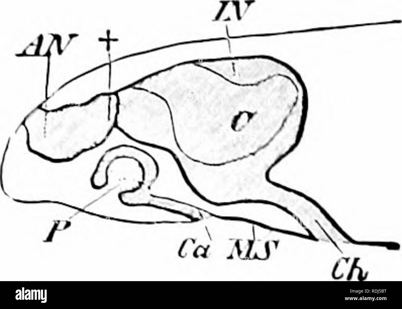 . Un manuel de zoologie. Zoologie. Fig. 52q. Fig. Fig. 520.-Section d'cpilliclium olfactif d'un lisli (Bdoiic Ilcrtwig de O., après Blaue). c, epitlielium : k, bourgeons olfactifs ; ; ;, TNS-es. Fig. c ; :;o.-diagramme du nez de lizard (après 'iedersheimV .1-V, l'cavité nasale. C oIfactor* sac : Cii, Stcnson choana l'air ; Ch. ; /A' l'intérieur, ca nasale"c- ; MS, le toit de la bouche ; P, l'organe de Jacobson ; f, connc.ioii entre cavités nasales. ligne latérale, d'être mentionné plus tard, d'tlshes branchiate et amphibiens et des amphibiens vblr (;e, et semblent donc subserve et spécial sensations impor- Banque D'Images