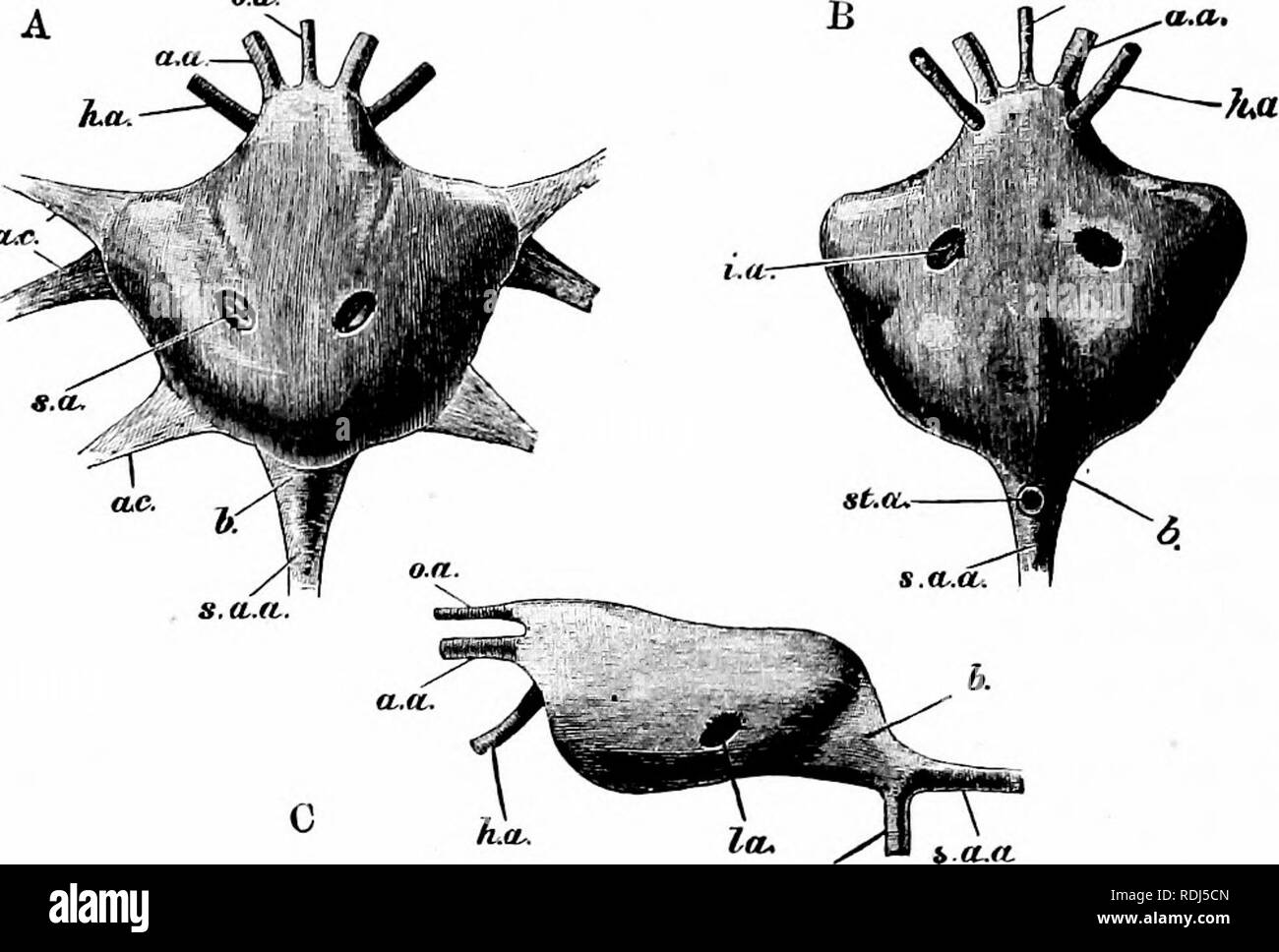 . L'écrevisse : une introduction à l'étude de la zoologie . Les écrevisses. 72 . La PHYSIOLOGIE DE L'écrevisse commune. traverse le cordon nerveux (fig. 12 et 15), et se divise en une partie antérieure (fig. 12, sa) et une partie postérieure (AAI), qui passe en dessous et parallèle avec ce cordon.. Fig. 16.-Astacns fluviatilis.-Le coeur ( x 4). A, à partir de ci-dessus ; B, à partir de la ci-dessous ; C, à partir de la palette de gauche, AA, AC, antennary ; artère alee cordis, ou des bandes fibreuses reliant le coeur avec les murs de la péri- sinus cardial, b ; dilatation bulbeuse à l'origine de l'artère sternale ; lia, artère hépatique ; la, lat Banque D'Images