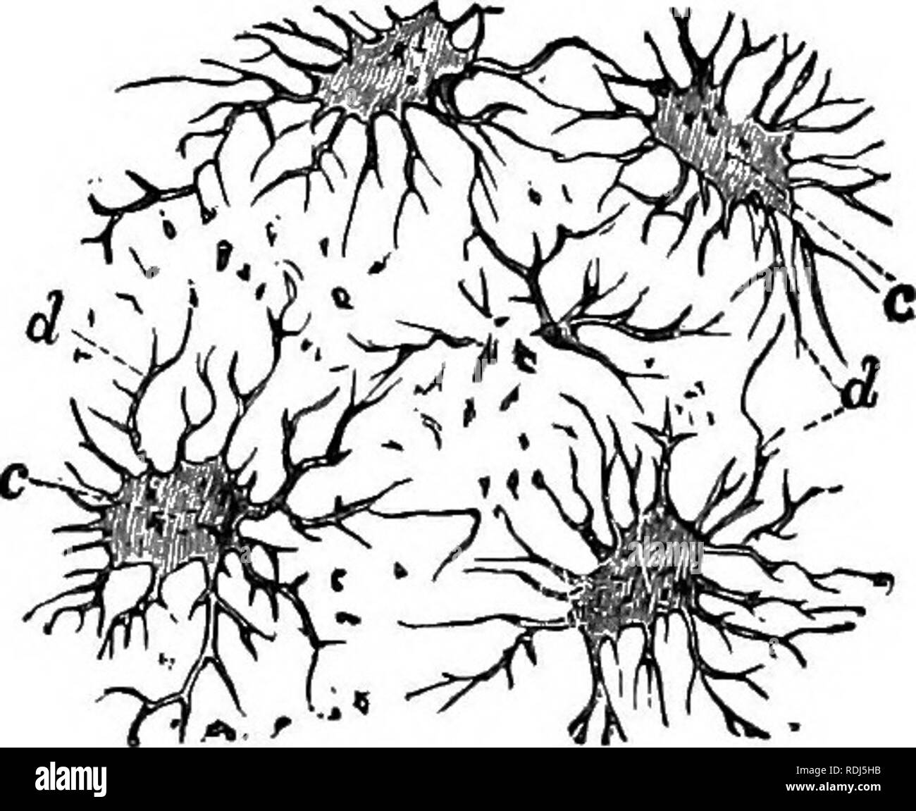 . Un texte-livre en général la physiologie et l'anatomie. La physiologie, l'Anatomie Comparée ;. Fig. 97 -a, section transversale de l'os (X 150) a, a. Canaux haversien, 6, 6, B : lacunaire, section longitudinale de l'os (x 100) ; un, une, des canaux Haversien ; &AMP ;, 6, C, de l'os ; caissons (caissons X 600) ; c, d ; lacunaires, sont appelés canalicules. lamellse. Lorsque les os sont jeunes, la question des cellules sécrétées est en grande partie les cartilages ; plus tard, la partie minérale est émise plus librement et la structure devient plus rigide. Dans la moelle, comme déjà mentionné, sont formés les globules rouges qui sont ajoutées à la circu-. Ple Banque D'Images