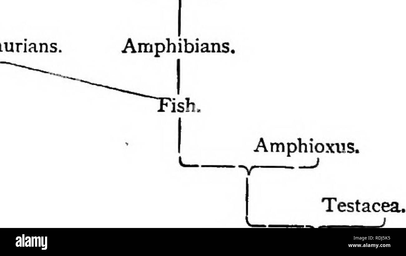 . La doctrine de la descente et du darwinisme. L'évolution. 250 LA DOCTRINE DE DESCENTE. vision supposé, la valeur de l'hypothèse est undimin- fini. C'était la route de la vérité. Dans notre science Haeckel a fait le plus grand usage du droit d'élaborer des pedigrees hypothétique comme repères pour la recherche. Il importe rien qu'il a maintes fois été obligé de corriger lui-même, ou que d'autres ont fréquemment corrigé lui ; l'influence de ces pedigrees sur les progrès de la zoologie de descente est manifeste à tous ceux qui le domaine de la science de l'enquête, pour ne pas mentionner qu'au cours des dix dernières années, une série o Banque D'Images