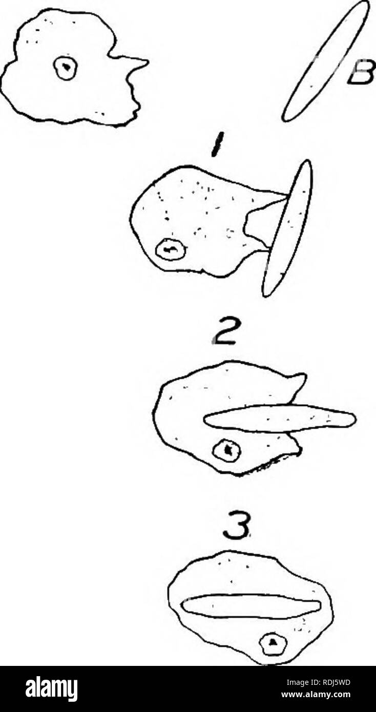 . Un texte-livre en général la physiologie et l'anatomie. La physiologie, l'Anatomie Comparée ;. THEOEIES 169 coagulation de développer à partir de la moelle osseuse ; l'origine des lymphocytes est incertaine. Les leucocytes ont diverses fonctions. Certains, appelés phagocytes, absorber des bactéries comme leur nourriture, et ainsi protéger l'organisme contre les maladies. D'autres aides dans l'absorption des graisses et proteids à partir de l'appareil digestif. Ils aident également à la coagulation ou formant des caillots et enfin contribuer au maintien de l'alimentation normale d'proteid dans le plasma sanguin. Les plaques de sang.- Il s'agit de cir- culière ou corps elliptique plus petites que les c Banque D'Images