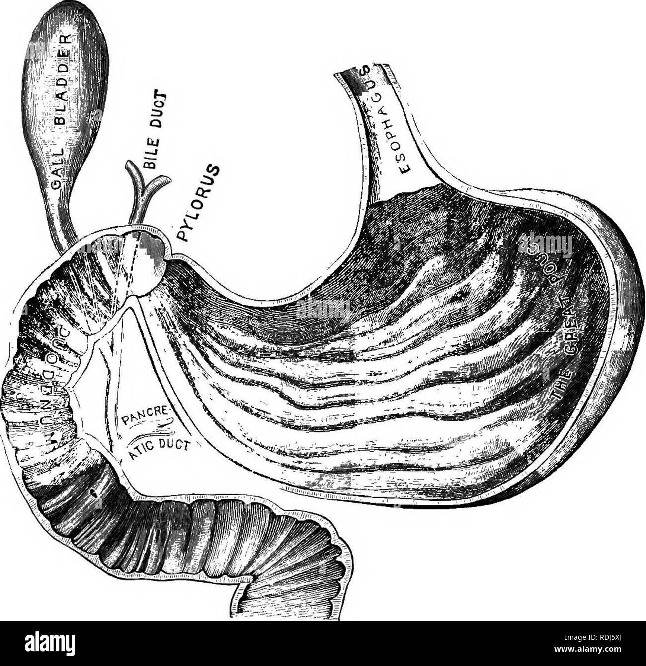 . Un texte-livre en général la physiologie et l'anatomie. La physiologie, l'Anatomie Comparée ;. 122 le droit de digestion est beaucoup plus. Ces deux lobes sont raccordés sur la partie inférieure par des conduits qui ressortent de chaque lobe et fusionnent en un canal commun appelé l'hépatique. Fig. 42-Eelation du canal biliaire et pancréatique de l'estomac et intestin conduit. d'air. Sur la partie inférieure est également situé à un petit sac (la vésicule biliaire), dans laquelle la bile sécrétée par le foie est stocké jusqu'à l'utilisation par l'intestin. À partir de ce sac un autre d'air (la fibrose), câbles, et fusionne avec la forme de canal hépatique le cholédoque Banque D'Images