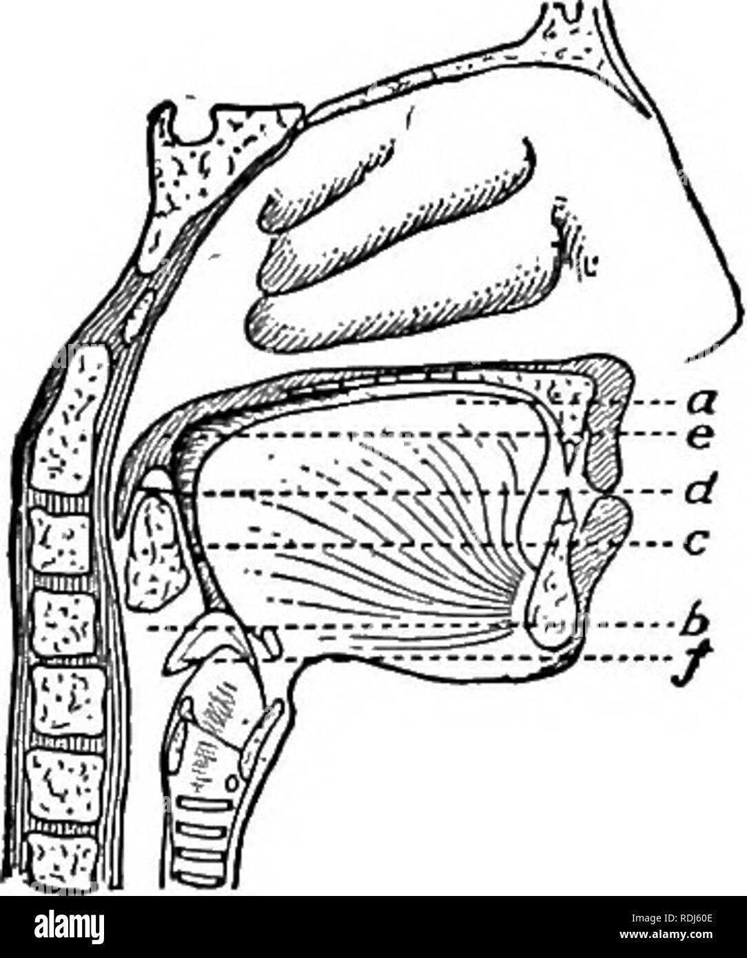 Un texte-livre en général la physiologie et l'anatomie. La physiologie,  l'Anatomie Comparée ;. Cochon. 32-avaler ou à la déglutition ; a, b ; la  langue, du pharynx, de l'alimentation ; c