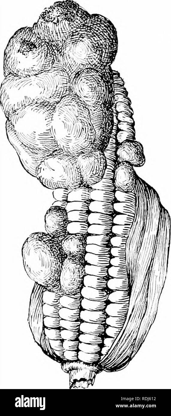 . Fungous les maladies des plantes : avec des chapitres sur la physiologie, les méthodes de culture et de technique . Les champignons dans l'agriculture. 376 FUNGOUS LES MALADIES DES PLANTES où la maladie est très abondante il serait possible, sur plats d'être employé pour les semences, pour éliminer les plantes smutted avant leur échéance finale. La plus récente recommandation en ce qui concerne le traitement des semences est de faire tremper 5 heures dans de l'eau froide, puis dix minutes dans l'eau à 540 C. IV. De charbon Ustilago MAÏS Zea (Beckm.) Ung. Arthur, J. C, et Stuart W., charbon du maïs. Ind. AGL. Exp. Sta. Ann. Rept. 12 : 84-135. 1900. Hitchcock, A. S., et Norton, J. B. S Banque D'Images