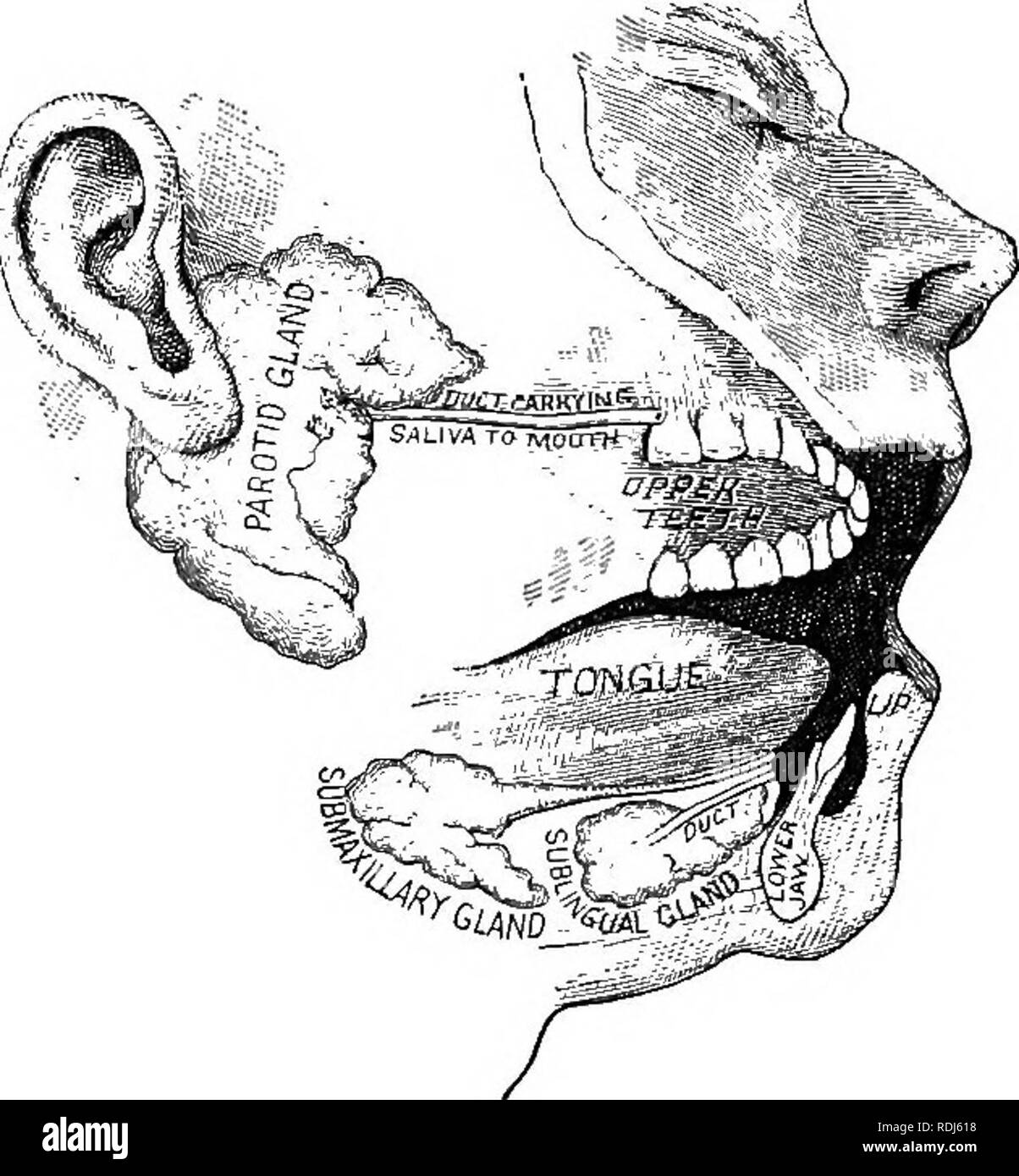 . Un texte-livre en général la physiologie et l'anatomie. La physiologie, l'Anatomie Comparée ;. ACTION DE LA GLANDES SALIVABY 103 côté de la tête, et leurs conduits entrez le bouche à l'intérieur des joues, à peu près en face de la deuxième molaire supérieure des dents. Il est l'inflammation et l'agrandir- ment de ces glandes qui cause la maladie connue sous le nom les oreillons. Les glandes submaxillaires se trouvent ci-dessous les deux moitiés de la mâchoire inférieure, et leur ouvrir les conduits dans la bouche à des points situés à proximité de la ligne médiane de la face inférieure de la langue. Le sublingTial se trouvent sous le glandes muqueuses sous la langue et le plancher de Banque D'Images