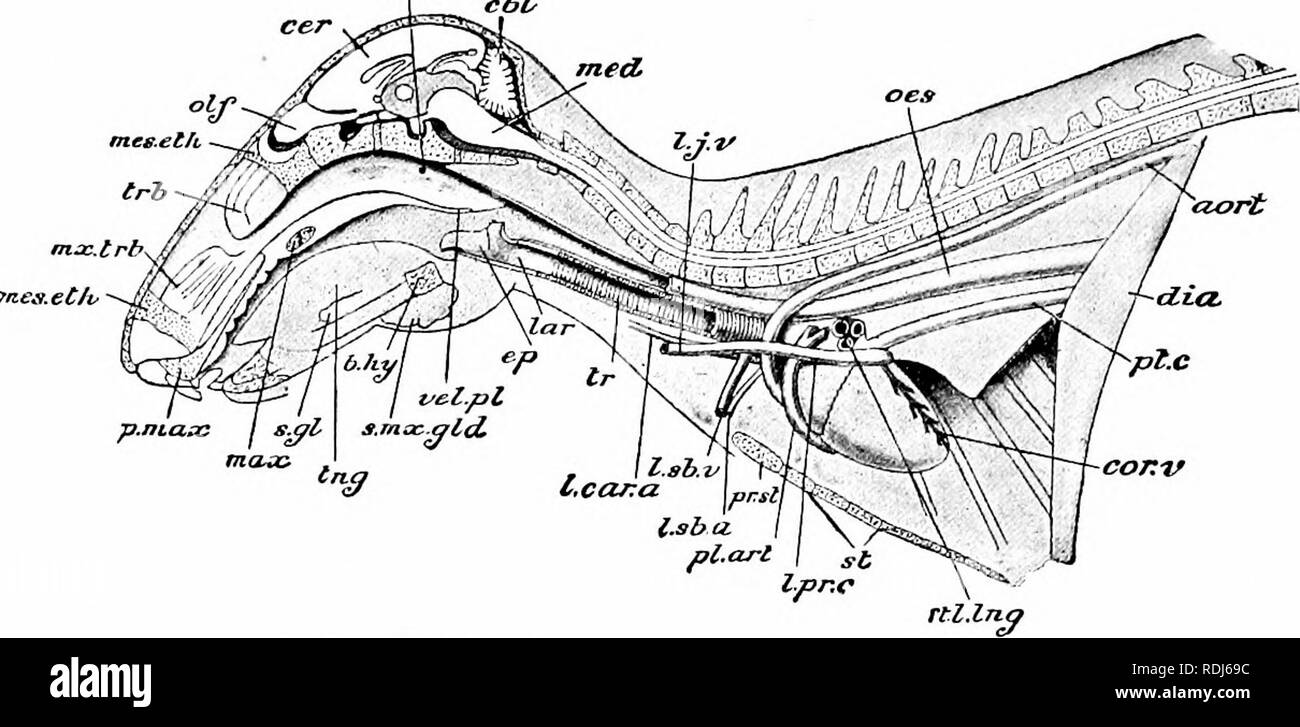 . Un manuel de zoologie. 5o6 de zoologie à la division buccale autour de la face postérieure bord libre du palais mou. À partir de la division dirige buccale ventralement de fente de l'ouverture de la glotte dans le larynx et la trachée ; surplombant la glotte est un volet mobile qui ressemblent à des feuilles (Fig. 304, ep) formé d'une plaque de cartilage élastique jaune recouvert de muqueuse : c'est l'épiglotte. Derrière, le pharynx devient continue avec. rtl.lnq Fig. 304 - LepUS CUniculuS. Dissection latérale de la tête, le cou et le thorax. La tête et colonne vertébrale sont représentés dans la section verticale mésiale : Banque D'Images