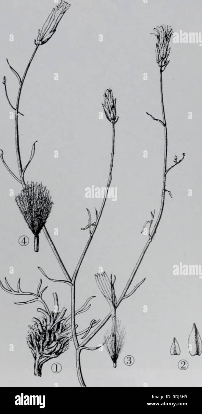 . E er duo si zhi Wu Zhi. botanique. 2.å'ç¶¦è é'± Scorzonera pseudodivaricata Lipsch. Åååaeé«»¦⇨¤aeç¹å¾å± å½¢å¹'çèae Cmï¼ç¬ï¼é« 10-40°ç»¿è²aeé È²ãae¿"ç" ¹É¢è¢¶aeçº¤"éç ç"¡¶è ç'è£å¶ï¼éå çae® ç''ååºå ¹é¢æ±2004-2005°æ ç ç'çèï¼èèªä aeéºae«£é'-¨¶åaeï¼ç ç'åå"é¿ï¼å çºµae · °£±ï¼ae¯æ æ è¢"ç-¯ãåºçå¶aeae æ¡¿ï¼é å½¢å¯è¾¾ Fmï¼åºé¨17ae©å¤§¤è²aeéº aeae£è¦¶äºçï¼ è²çéï¼èçå aeé«¨ä½ä½äºaeåºé¶¯è aeae å ¹Çï¼Å¤Å°åé°ç¶¯ae²ãae¡å¼ å½¢aeç¡å½¢æ-ï¼é Ï¼å¿l-9cm®½0.5-3mmï¼å »¯ ç æ'ï¼aeae¶åå å°¯ae²ï¼ä å¼·é'¨¶å ç å-ï¼åé³çç¶ãå¤°ç'¶åºåçäºaeç¯è±" ï¼å · 7-12Å°è±ï¼å¤æ°å¨¡¶aeåaeçae¾çèä¼åé èé¥ç¶ï¼ae« èåç¿ï¼é¶ç-cmï¼å® 1,5-2½3-6mrnï¼ae« ï¼ae5èç±å æ¯æ è¢"éç¶¶ç'èä æ¯ï¼å¤â±è å° ï¼ä§'è å½¢ï¼å¯ç ç"¨å°ï¼ä» åµå½-å±è¢ Banque D'Images