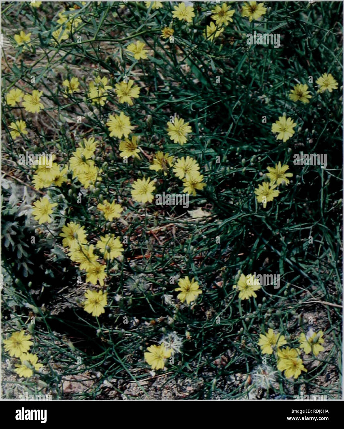 . E er duo si zhi Wu Zhi. botanique. Éå°å¯¤¤æ æ ç©å¿. 2.å'ç¶¦è é'± Scorzonera pseudodivaricata Lipsch. Åååaeé«»¦⇨¤aeç¹å¾å± å½¢å¹'çèae Cmï¼ç¬ï¼é« 10-40°ç»¿è²aeé È²ãae¿"ç" ¹É¢è¢¶aeçº¤"éç ç"¡¶è ç'è£å¶ï¼éå çae® ç''ååºå ¹é¢æ±2004-2005°æ ç ç'çèï¼èèªä aeéºae«£é'-¨¶åaeï¼ç ç'åå"é¿ï¼å çºµae · °£±ï¼ae¯æ æ è¢"ç-¯ãåºçå¶aeae æ¡¿ï¼é å½¢å¯è¾¾ Fmï¼åºé¨17ae©å¤§¤è²aeéº aeae£è¦¶äºçï¼ è²çéï¼èçå aeé«¨ä½ä½äºaeåºé¶¯è aeae å ¹Çï¼Å¤Å°åé°ç¶¯ae²ãae¡å¼ å½¢aeç¡å½¢æ-ï¼é Ï¼å¿l-9cm®½0.5-3mmï¼å »¯ ç æ'ï¼aeae¶åå å°¯ae²ï¼ä å¼·é'¨¶å ç å-ï¼åé³çç¶ãå¤°ç'¶åºåçäºaeç¯è±" ï¼å · 7-12Å°è±ï¼å¤æ°å¨¡¶aeåaeçae¾çèä¼åé èé¥ç¶ï¼ae« èåç¿ï¼é¶ç-cmï¼å® 1,5-2½3-6mrnï¼ae« ï¼ae5èç±å æ¯æ è¢"éç¶¶ç'èä æ¯ï¼å¤â±è å° ï¼ä§'è å½¢ç Ï¼å¯¨å ç" Banque D'Images