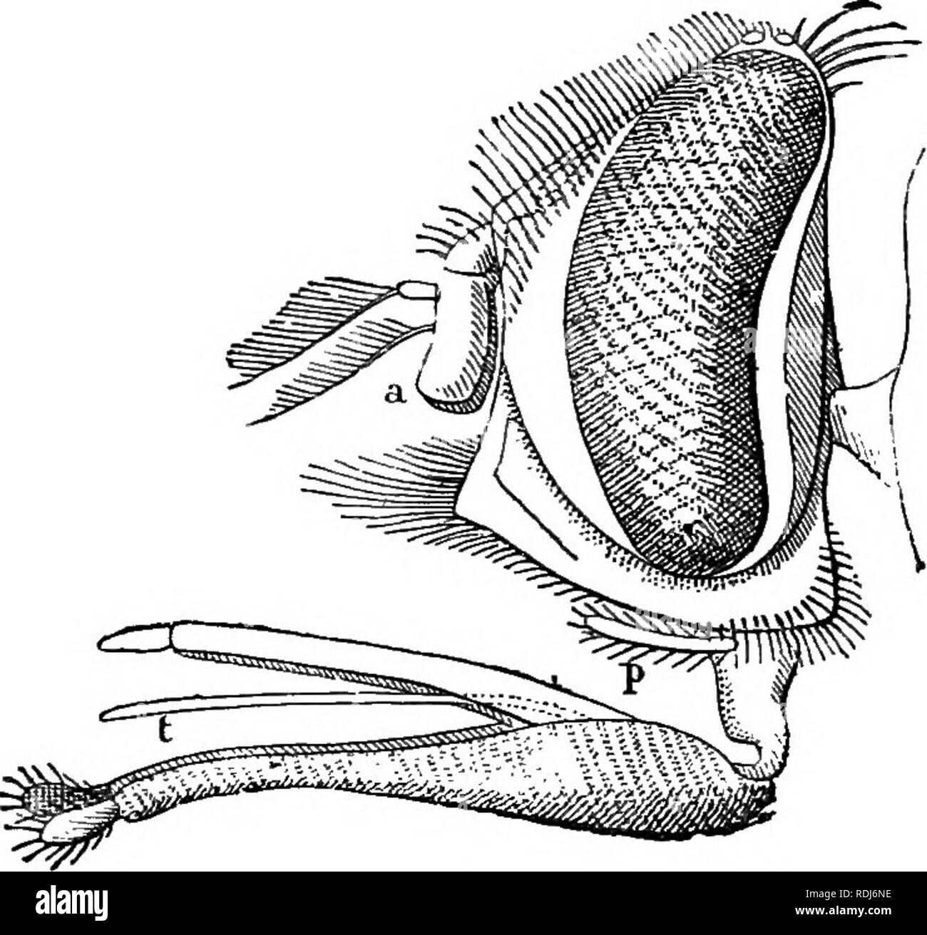 . Un texte-livre de zoologie agricole. Zoologie, économique. DIPTEKA OK vraies mouches. La Chambre 227-flt (Musoa domestica). Bien que la Chambre de vol n'est pas un ravageur agricole, mais il est suffisamment désagréable pour permettre quelques lignes pour s'y consacrer. La Chambre-fly {M. domestica) appartient à la famille des Muscidés, une famille qui contaios la bouteille bleu-liphord {Mouches- Gal) et vert-bouteilles (Lmcilia), ainsi que la redoutable mouche tsé-de l'Afrique.^ ce ménage ravageur est trouvé dans toutes les parties du monde près de l'habitation. La hot house-fly est un gris cendré, plus ou moins ocre sur les côtés dans l'homme, cendré Banque D'Images