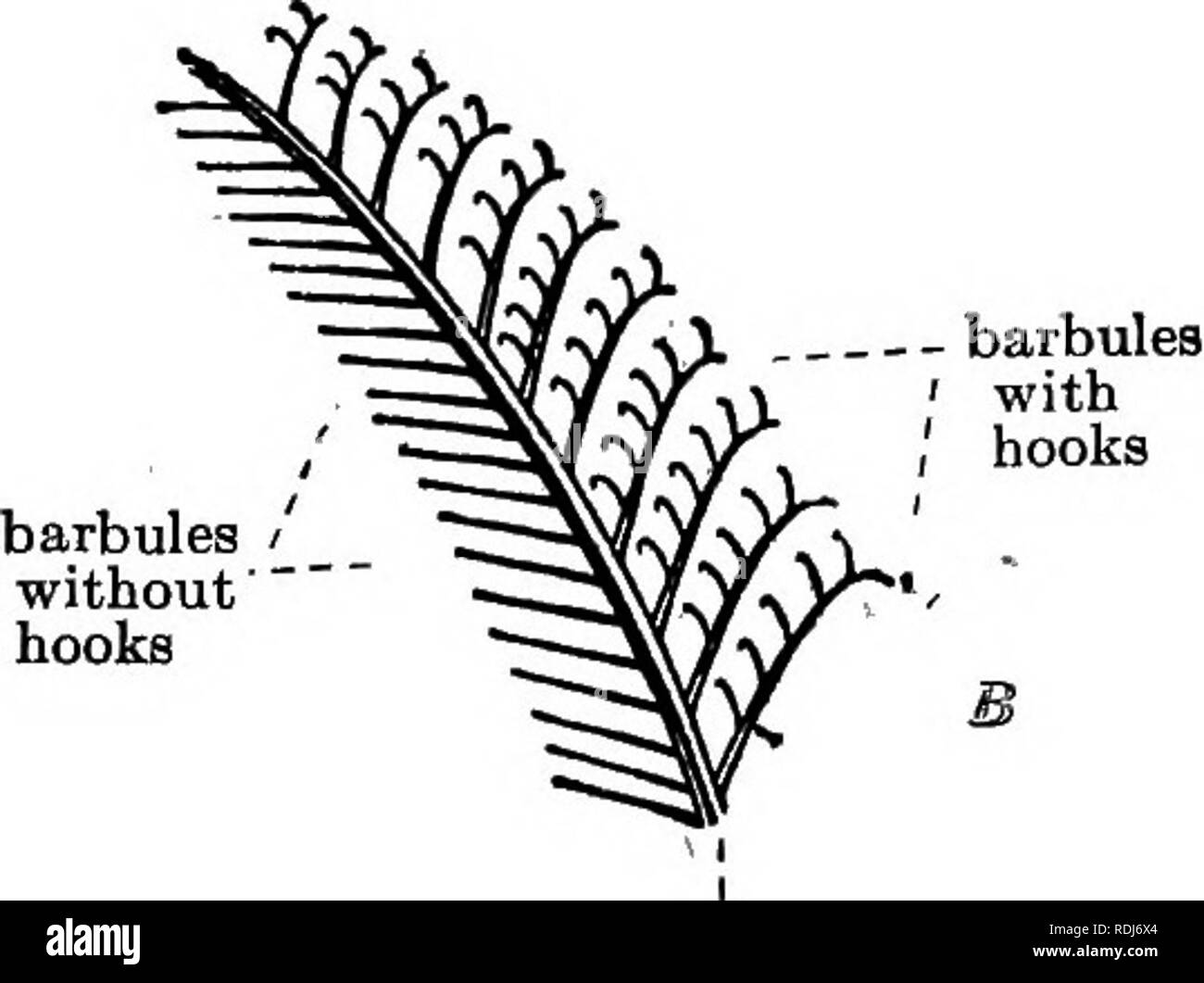 . La biologie élémentaire, animale et humaine. L'arbre de la biologie. Fig. 50. - Structure d'une plume. Barb l'examen d'un seul feather' montre qu'il se compose en premier lieu d'un axe passant par sa longueur (fig. 1 Voir note de bas de page, p. 66.. Veuillez noter que ces images sont extraites de la page numérisée des images qui peuvent avoir été retouchées numériquement pour plus de lisibilité - coloration et l'aspect de ces illustrations ne peut pas parfaitement ressembler à l'œuvre originale.. Peabody, James Edward, b. 1869 ; Hunt, Arthur Ellsworth, coauteur. New York, The Macmillan Company Banque D'Images