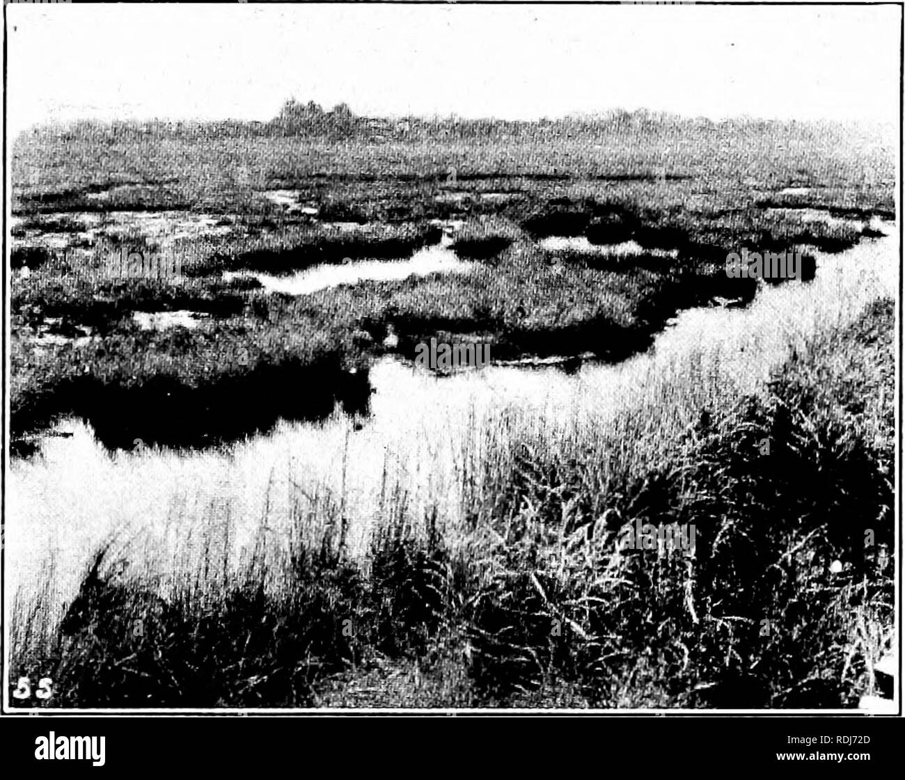 . La biologie élémentaire, animale et humaine. La biologie. Les INSECTES 55 si les collectivités s'iDut prennent la peine d'éradiquer tous les lieux de reproduction des moustiques. Depuis le moscjuito, au cours de son développement dans l'eau, vient souvent à la surface à l'air sécurisé pour respirer, une fine pellicule d'huile répandue sur la surface de l'eau dans laquelle ils sont la reproduction est un moyen sûr de les tuer. Mais le traitement de kérosène est au mieux mais un moyen temporaire de débarrasser d'une communauté d'ihos-. FiG. 38. - Staten Island marais avant le drainage. quitoes. L'huile doit être renouvelé tous les deux ou trois semaines, en particulier Banque D'Images