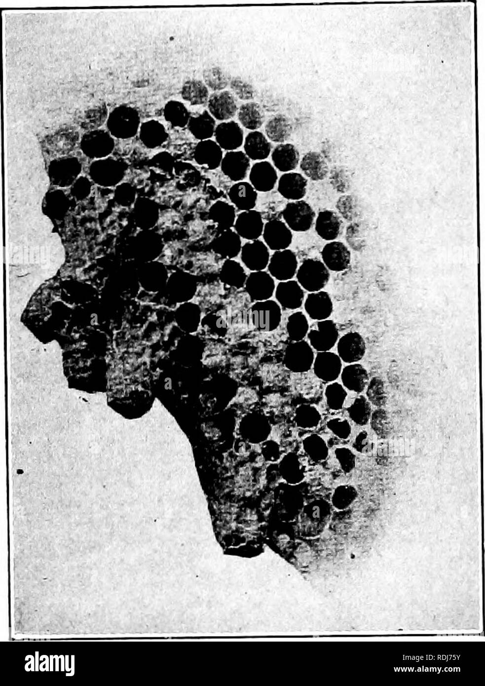 . La biologie élémentaire, animale et humaine. La biologie. Biologie Animale 38 sauver les abeilles, et pour s'assurer qu'une même peigne, habituellement les apiculteurs insérer dans les casiers des honej ou cadres minces feuilles de cire "foundation" sur laquelle les bases des cellules ont été impressionnés par les machines. Sur ce, le travailleurs construisent le sabot vers l'extérieur. Mais sans cette aide de l'homme sont habituellement des cellules peigne régulier et remarquablement montrent la plus grande économie dans l'utilisation de cire. La section de chaque cellule est un hexagone, et ainsi ces compart- ments s'assemblent sans aucun espace entre eux, comme ce serait le cas si la cellule Banque D'Images