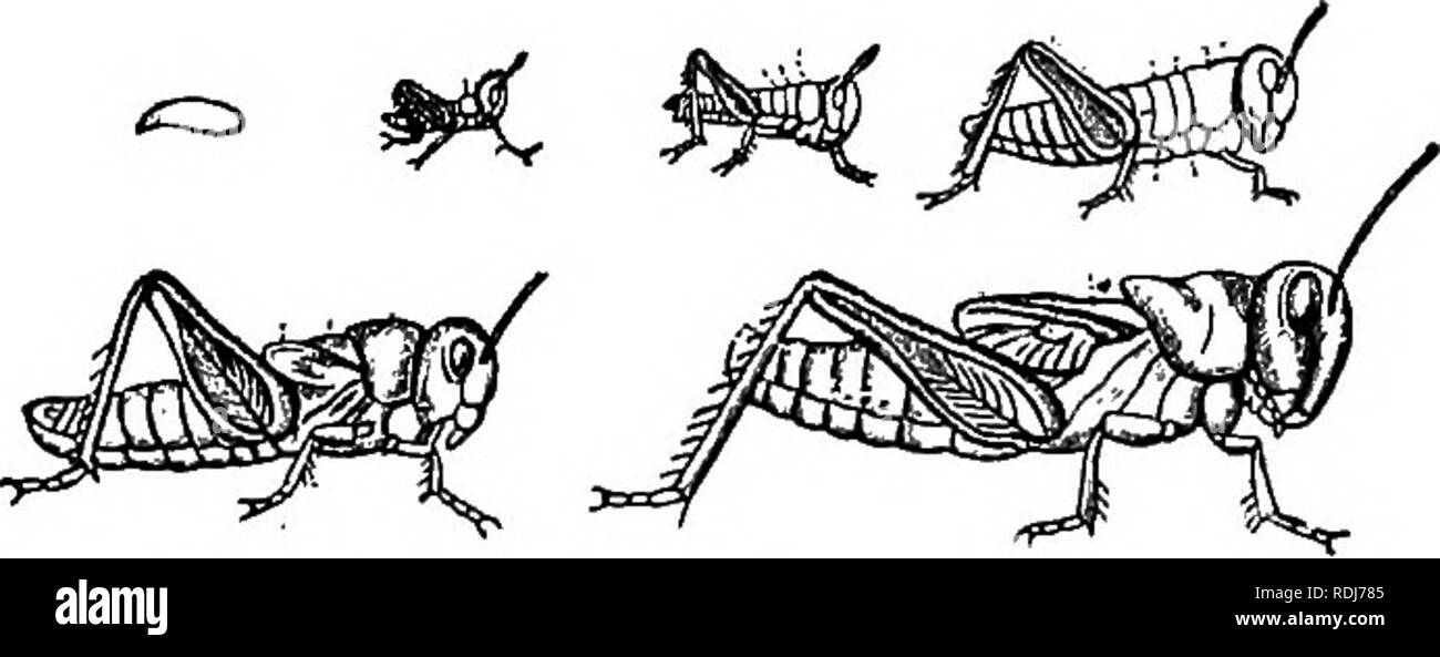 . La biologie élémentaire, animale et humaine. La biologie. Les INSECTES 29. Fig. 20. - Étapes de la vie Histoire d'une sauterelle. oyipositor (Fig. 19). De 20 à 40 petits en forme de banane, puis les œufs sont pondus dans le fond du trou. Au printemps chaque oeuf éclot dans un minuscule sauterelle, qui re- sembles beaucoup l'adulte, sauf qu'il n'a pas d'ailes et sa tête est relativement important en comparaison avec le reste de l'animal. L'insecte commence à la fois pour se nourrir et croître, mais comme l'ensemble extérieur est dur et résistant, la croissance peut avoir lieu seulement après cette couverture extérieure a été divisée et l'insecte a rampé Banque D'Images