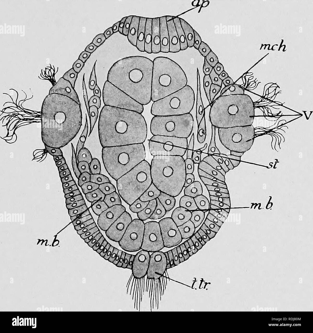 . Text-book de l'embryologie. L'embryologie. IX MOLLUSCA 303 réussir en gardant ses larves vivant pour plus d'une semaine. Eecently, cependant, les larves de Patella vulgata ont été élevés par leurs. Fig. 2.38.-frontale section d'une larve véligère de Patella coerulea afin de montrer l'mesodermic bandes. {Après Patten.) ap, plaque apicale ; mJ)^ ; bande mesodermic m.c cellules du mésenchyme écussonné au large de l'extrémités avant des bandes ; mesodermic &amp;t, l'estomac ; ttr, telotroch ; V, velum.. Veuillez noter que ces images sont extraites de la page numérisée des images qui peuvent avoir été retouchées numériquement pour readabi Banque D'Images