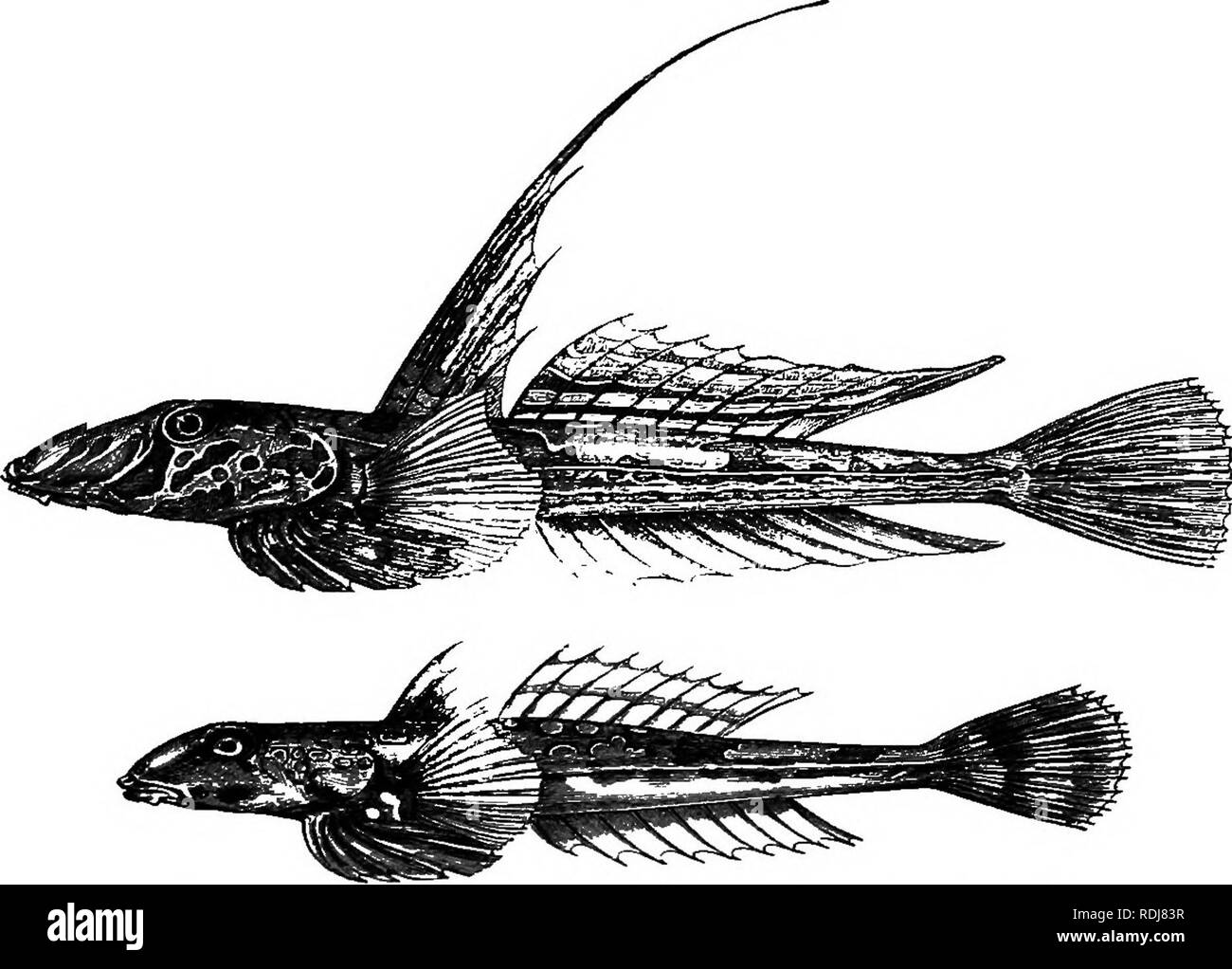. L'étude de la vie animale. Zoologie. CHAP. Les animaux XVI 255 pigments, en partie pour les déchets produits-argenté dans les cellules de la peau externe, et en partie à la structure physique de l'échelle. Parfois les mâles sont beaucoup plus lumineux que les femelles, et croître brillant à la saison de reproduction. Dans certains cas les couleurs har- monise avec entourant les nuances de sable et gravier, corail et la mer- la lutte contre les mauvaises herbes ; tandis que la plie canadienne et certains d'autres ont le pouvoir de l'évolution rapide de leurs teintes. Poissons se nourrissent de toutes sortes de choses. Certains sont carnivores, d'autres. Fig. 52.-l'gemmeous {^allionymus dragonet lyra), la Banque D'Images