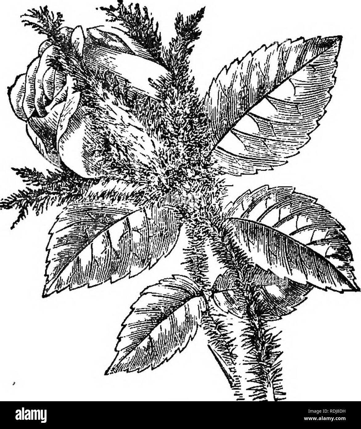 . Les éléments de botanique embrassant organography, histologie, physiologie végétale, botanique systématique et botanique économique ... ainsi qu'un glossaire complet de termes botaniques. La botanique. DICOTYLEDONES. 215 des deux derniers est beaucoup utilisé dans la fabrication d'é- ture. Le nain à fleurs double amande est P. nana.. Les nombreuses Roses (genre Rosa) sont parmi les plus prisées de tous les plarfts ornementales (Figs. 325, 326.) 12. Leguminosae. L'impulsion ou de haricots famille. Les herbes, arbustes et arbres, avec habituellement des feuilles composées, souvent de type papilionacée fleurs (Fig. 327), et le fruit d'une légumineuse (Fig. 328). Un grand un Banque D'Images