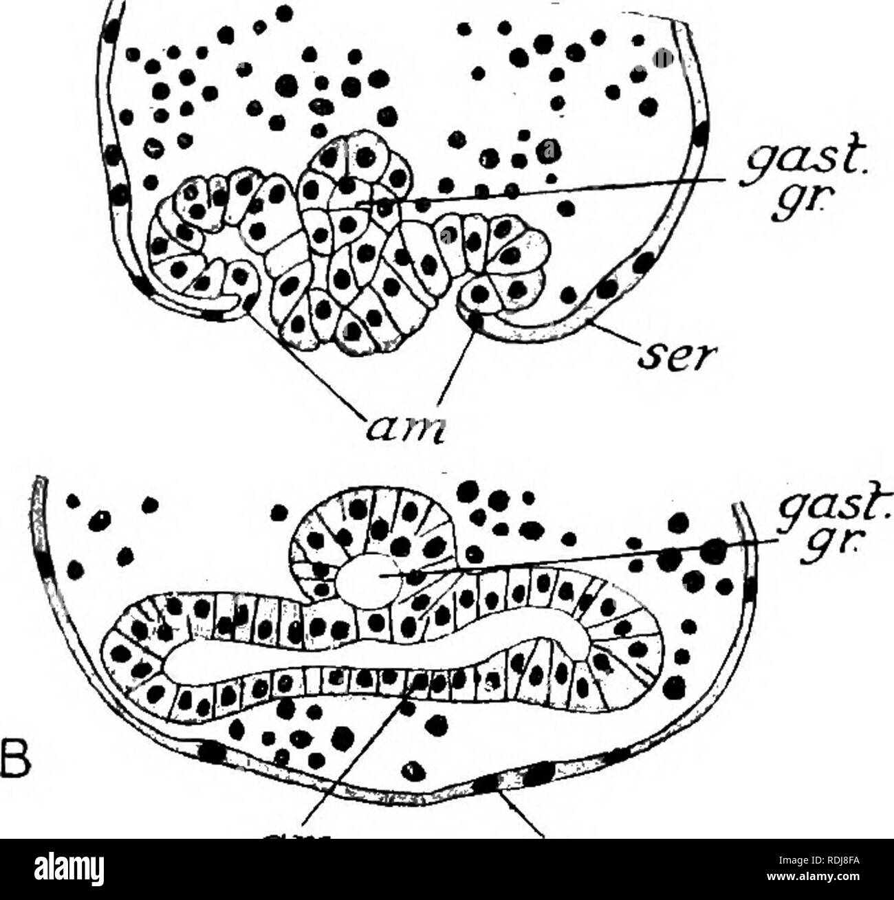 . Text-book de l'embryologie. L'embryologie. INVEETEBEATA 250 CHAP. en réalité qu'une modification secondaire de l'ordinaire de l'ectoderme en colonnes. Le pli amniotique n'est pas une simple indentation à angle droit de l'espace germinal ; au contraire, il a un comportement étonnant trilobé, de croissance et de l'indentation est prolongée dans une médiane et deux poches latérales. Ceci, cependant, est une caractéristique propre à cette Donacia, et disparaît comme l'aspect trilobé amniotique avances pli postérieur de l'avant au germinal. Bien que cela se passe, le champ médian de cette zone devient nettement enfoncé sous le Banque D'Images . Text-book de l'embryologie. L'embryologie. INVEETEBEATA 250 CHAP. en réalité qu'une modification secondaire de l'ordinaire de l'ectoderme en colonnes. Le pli amniotique n'est pas une simple indentation à angle droit de l'espace germinal ; au contraire, il a un comportement étonnant trilobé, de croissance et de l'indentation est prolongée dans une médiane et deux poches latérales. Ceci, cependant, est une caractéristique propre à cette Donacia, et disparaît comme l'aspect trilobé amniotique avances pli postérieur de l'avant au germinal. Bien que cela se passe, le champ médian de cette zone devient nettement enfoncé sous le Banque D'Images