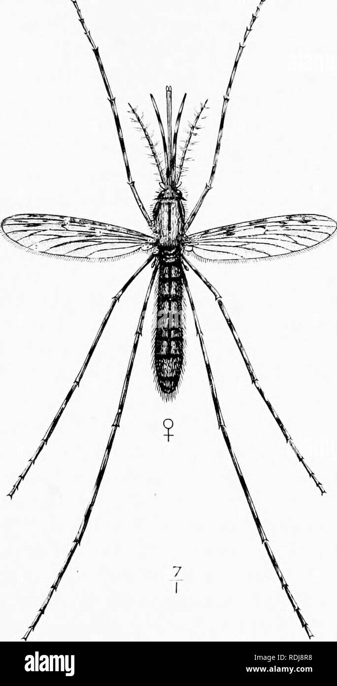 . L'homme et la bête dans l'Est de l'Ethiopie : à partir d'observations faites en Afrique de l'Est, l'Ouganda et le Soudan . Histoire naturelle ; les peuples autochtones ; de l'Ethnologie. Les moustiques 315 maladie, mais parce que leur bourdonnement est aanioyiug-, tandis que les perforations dans la peau ils infléchir^ arc douloureux et souvent très irritant-.. {Anophcle Mosijuito^^ ^,nit : ralipcnni). Convoyeurs^ du parasite du paludisme. Althougli Ijeen Ivnown mahiria a pendant des siècles, et des comptes rendus précis de celui-ci sont à l)e trouvés dans les oeuvres d'Hippocrate, Galien, Celse et sa cause n'a pas été détecté jusqu'en 1880 j'ai découvert Laveran Banque D'Images