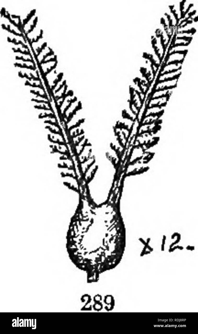 Histologie des plantes Banque d'images noir et blanc - Page 2 - Alamy