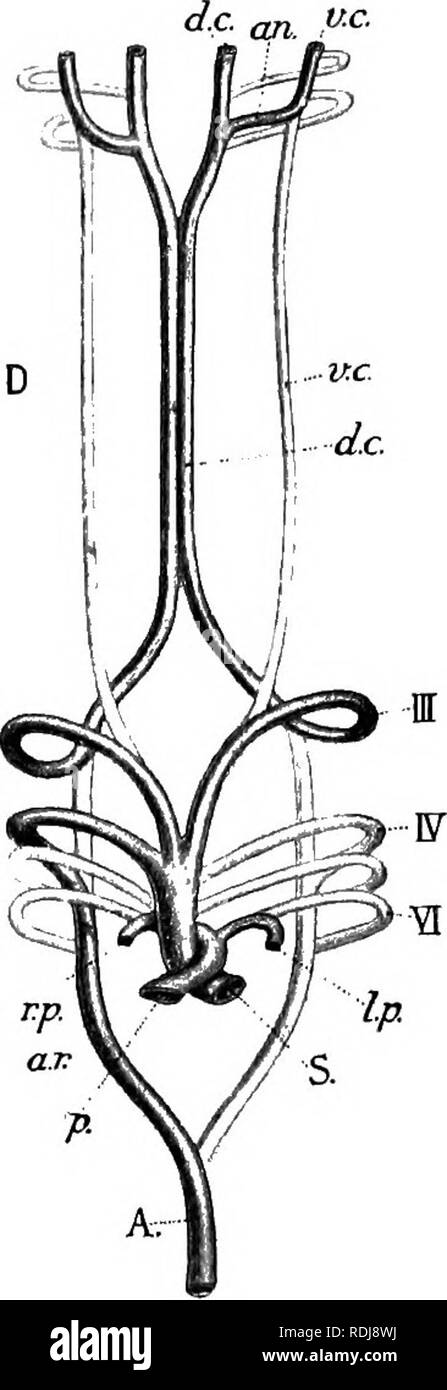 Text-book de l'embryologie. L'embryologie. Fig. 187a.-illustrant la  modification des artères carotides, en corrélation avec l'élongation de la  région du cou. C, D'OISEAUX, de crocodiles ; ; c, l'artère coeliaque ; s*,
