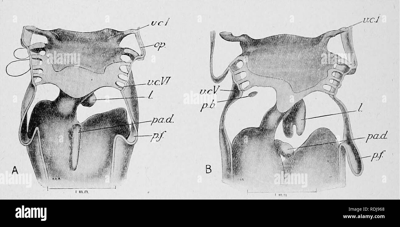 . Text-book de l'embryologie. L'embryologie. 190 l'Embryologie des vertébrés inférieurs oh. Les téléostéens dans le développement précoce est d'accord en étroite collaboration avec celui de l'ganoids, seulement un doute existe, que le conduit pancréatique définitif (air de Wirsung) ne peut pas être formé par une fusion des deux conduits ventrale plutôt que par la persistance de canal droit seul. Au cours des dernières étapes de grandes différences apparaissent entre les différents membres du groupe. Dans certains (Silurus, Esox) le complexe constitue une seule glande compacte, dans d'autres (Scomber, Gyprinus), il est divisé en un certain nombre de lobes indépendants, dans d'autres, y compris le ma Banque D'Images