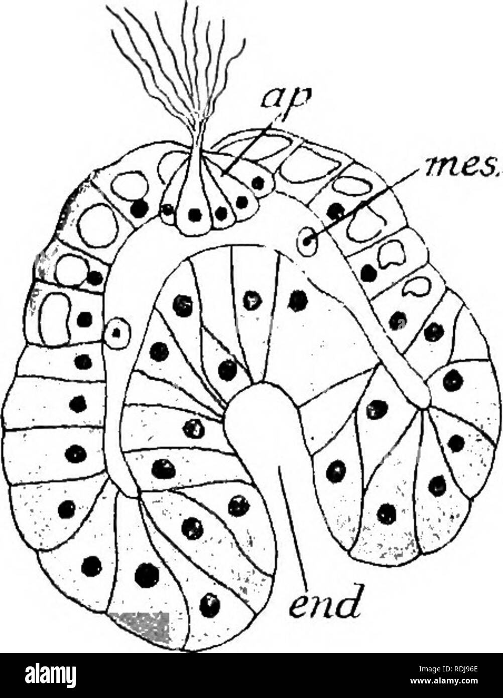. Text-book de l'embryologie. L'embryologie. 120 d'INVERTÉBRÉS CHAP. fne.ect.. rouges ici sont un peu plus grandes qu'ailleurs. La forme entière de l'bkstula maintenant ressemblait à un cône obtus. Deux grandes cellules sont bourgeonné dans la cavité de la blastula, ou blastocoele, un à chaque côté de la surface aplatie. Ces se fixent par pseudopodes à diverses parties de la blastula mur. Puis un patch de cellules se trouvant dans le centre de la surface est aplatie et invaginée forme un sac-comme l'intestin, tandis qu'à l'Apex du cône un épaississement est formé et devient légèrement invagine et forme une soucoupe-sha Banque D'Images . Text-book de l'embryologie. L'embryologie. 120 d'INVERTÉBRÉS CHAP. fne.ect.. rouges ici sont un peu plus grandes qu'ailleurs. La forme entière de l'bkstula maintenant ressemblait à un cône obtus. Deux grandes cellules sont bourgeonné dans la cavité de la blastula, ou blastocoele, un à chaque côté de la surface aplatie. Ces se fixent par pseudopodes à diverses parties de la blastula mur. Puis un patch de cellules se trouvant dans le centre de la surface est aplatie et invaginée forme un sac-comme l'intestin, tandis qu'à l'Apex du cône un épaississement est formé et devient légèrement invagine et forme une soucoupe-sha Banque D'Images