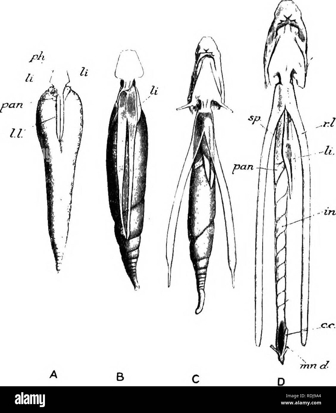 . Text-book de l'embryologie. L'embryologie. 1V0 L'EMBRYOLOGIE DU vertébrés inférieurs ch. tourne sur lui-même, de telle manière que les points sur sa face ventrale se déplacerait vers le côté droit de l'embryon. (En d'autres termes la â lung-rudiment tourne sur l'axe dans le sens inverse des aiguilles d'vus de derrière, sa façade avant fixe restant.) Les deux lobes sont le droit et le poumon gauche-rudiment mais en raison de la rotation vient de mentionner qui s'étend sur plus de 180Â° le lobe gauche à ce stade représente ce qui était à l'origine le côté droit de l'rudiment. Les deux poumons de Zepid Banque D'Images